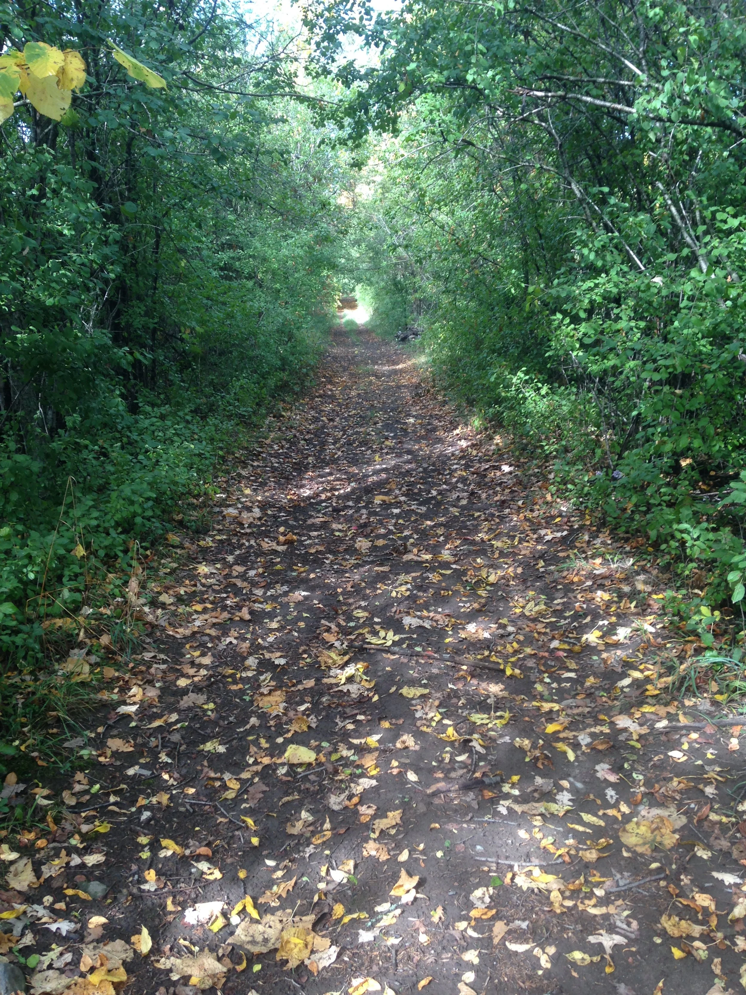 Tree-lined path on the farm supporting grounding and nervous system regulation
