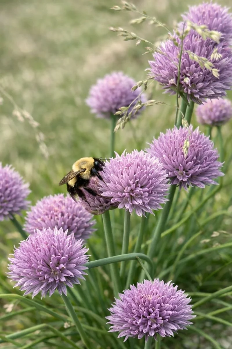 A bee gathering pollen from chives