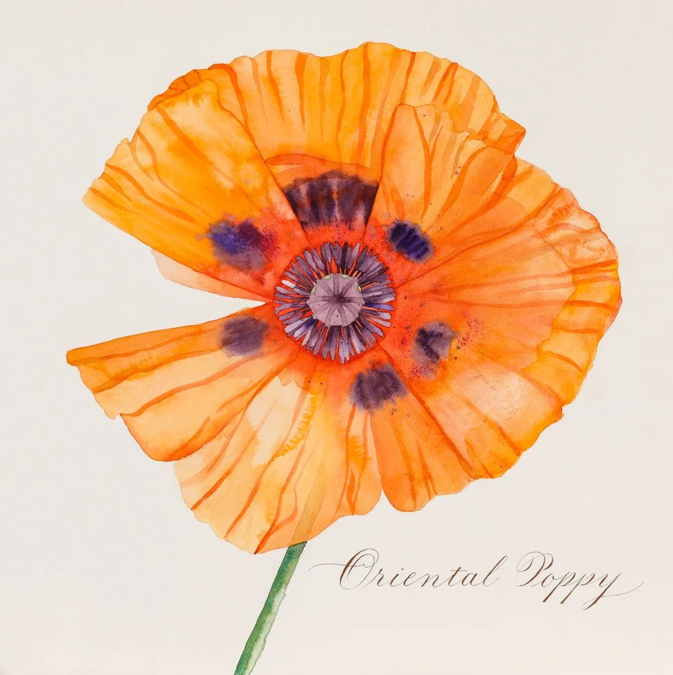 oriental poppy