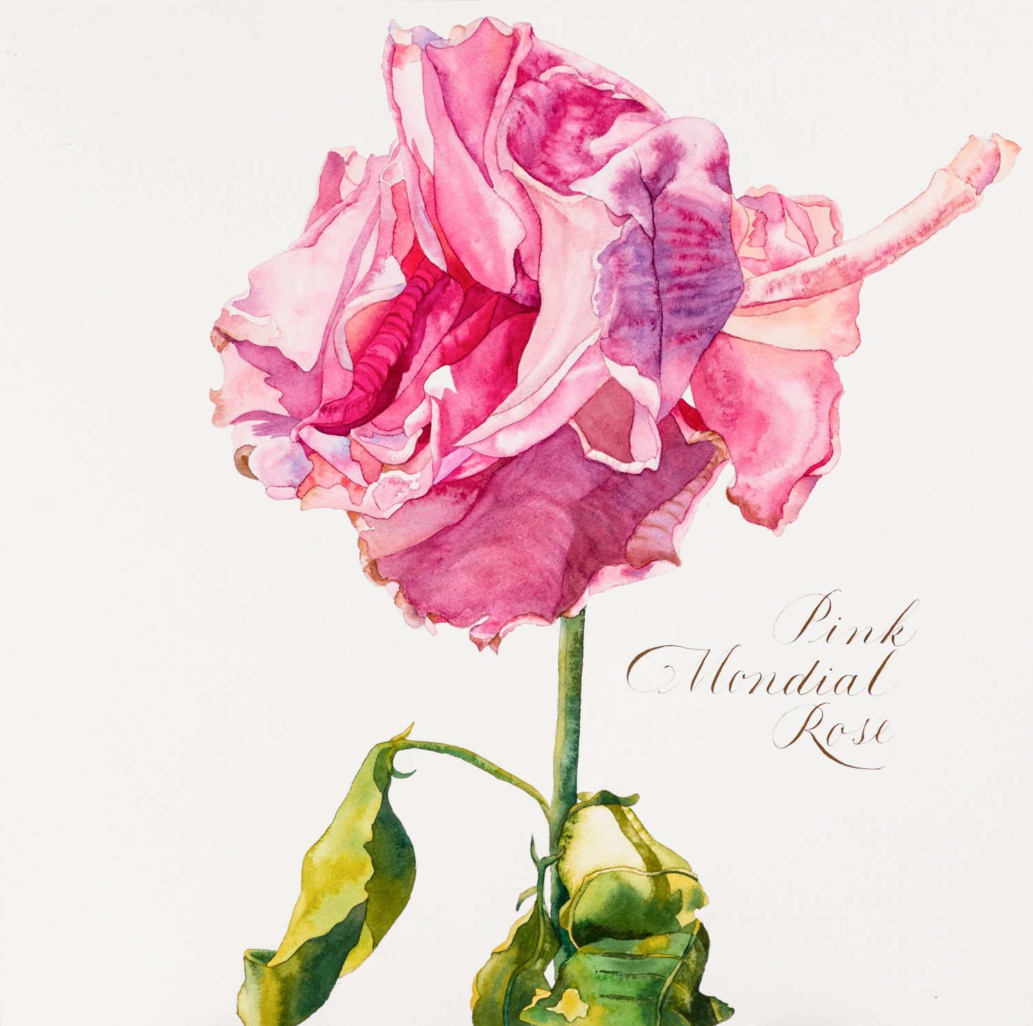 pink mondial rose