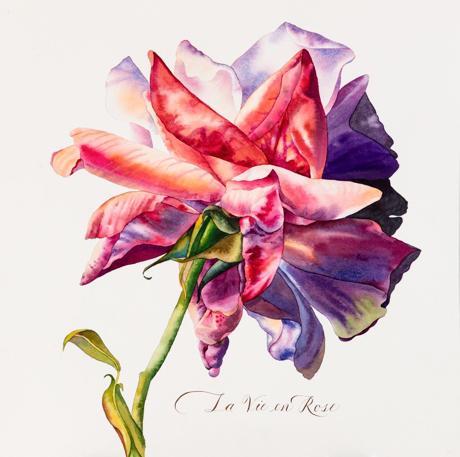 la vie en rose - 15 x 15 in - in the collection of John Vukelic