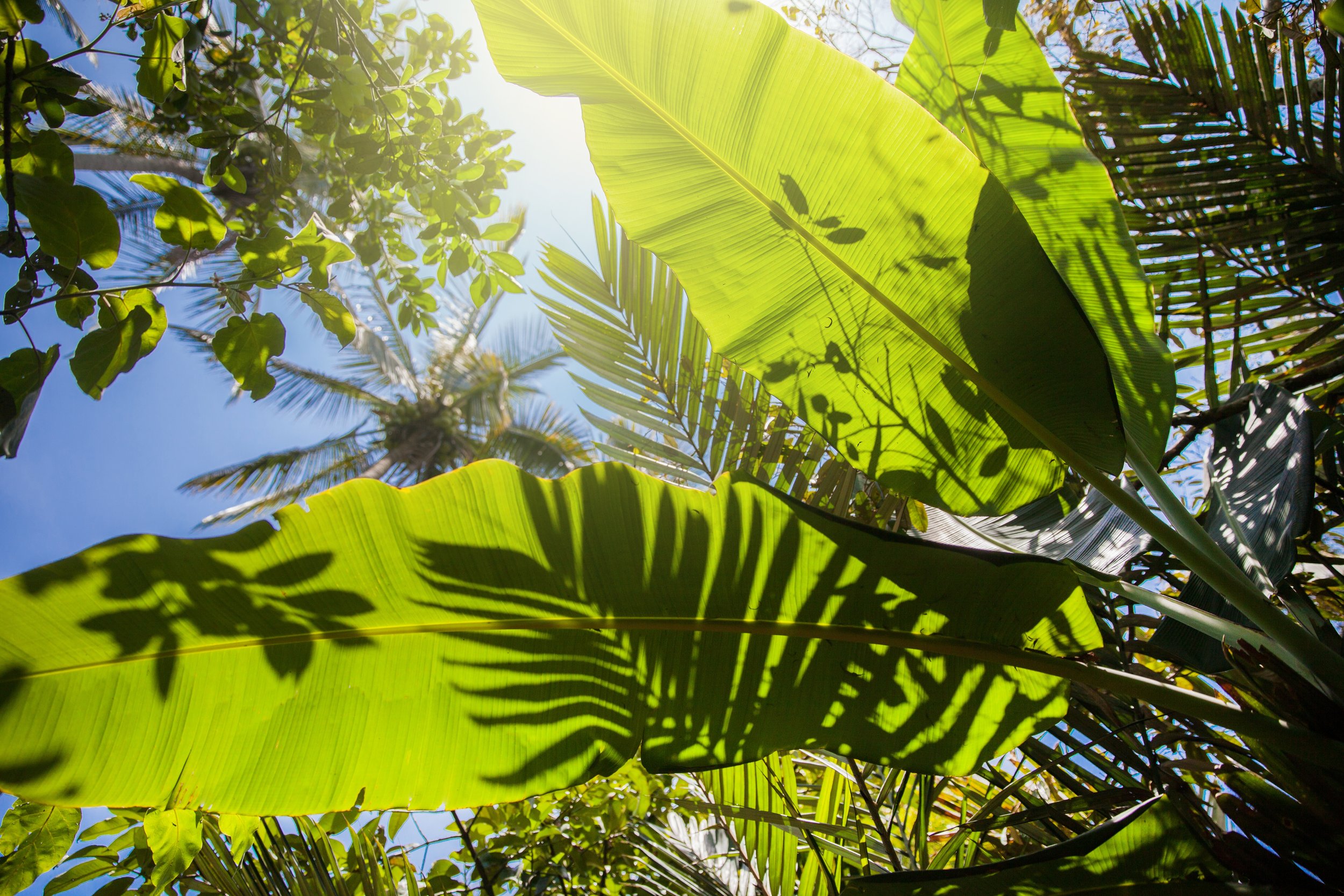 tropical green-lush-tropical-rainforest-with-shadows-2023-11-27-05-21-40-utc.jpg