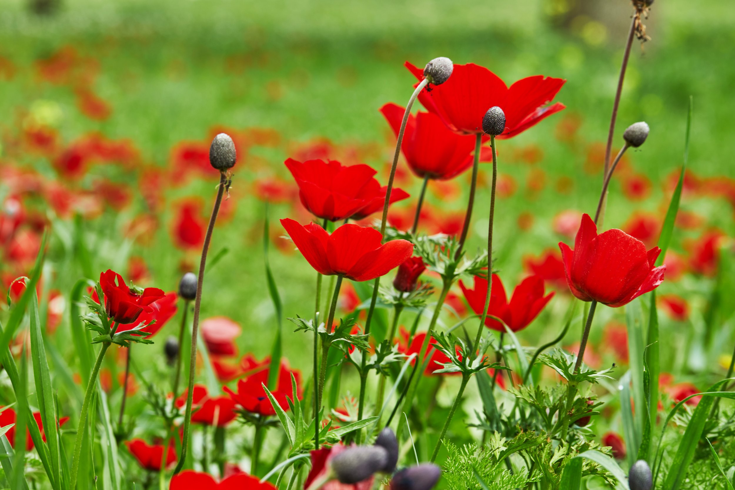 111red-wild-anemones-flowers-in-bloom-in-the-grass-in-2023-11-27-04-53-37-utc.jpg