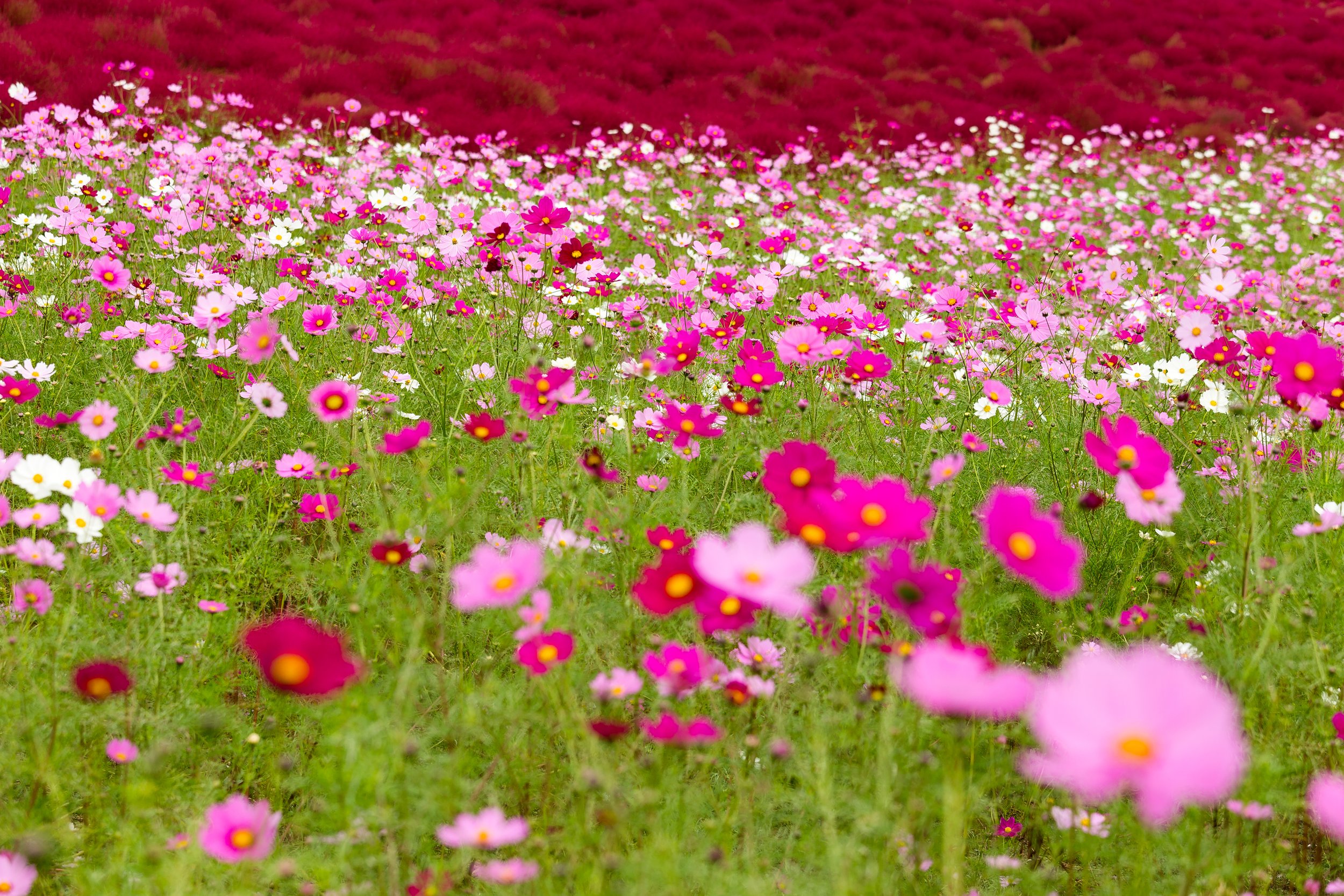 111cosmos-flowers-and-kochia-flowers-2023-11-27-05-20-11-utc.jpg