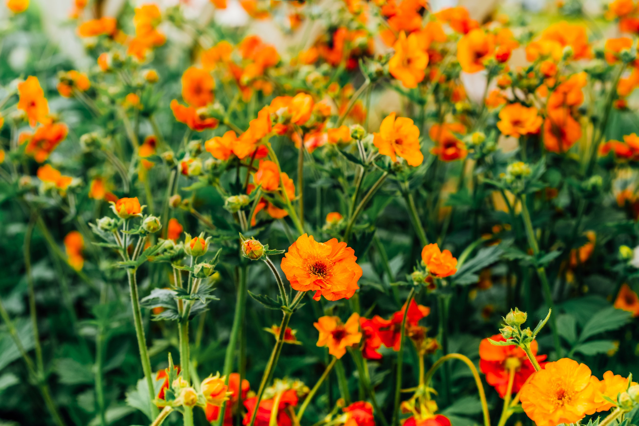 111orange-flower-of-geum-coccineum-scarlet-avens-bl-2023-11-27-05-31-24-utc.jpg