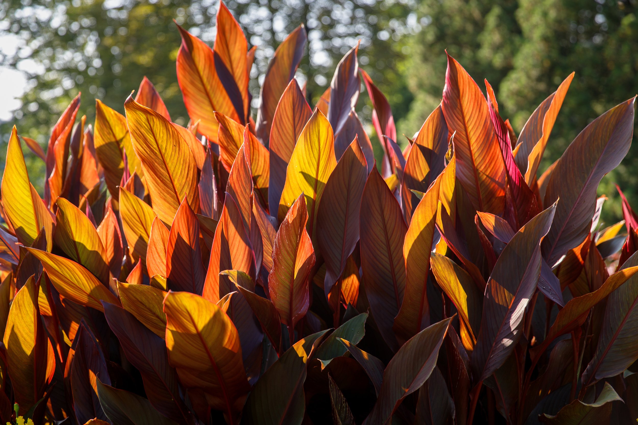 tropical canna-x-generalis-with-large-beautiful-oblong-leaf-2023-11-27-05-33-57-utc.jpg