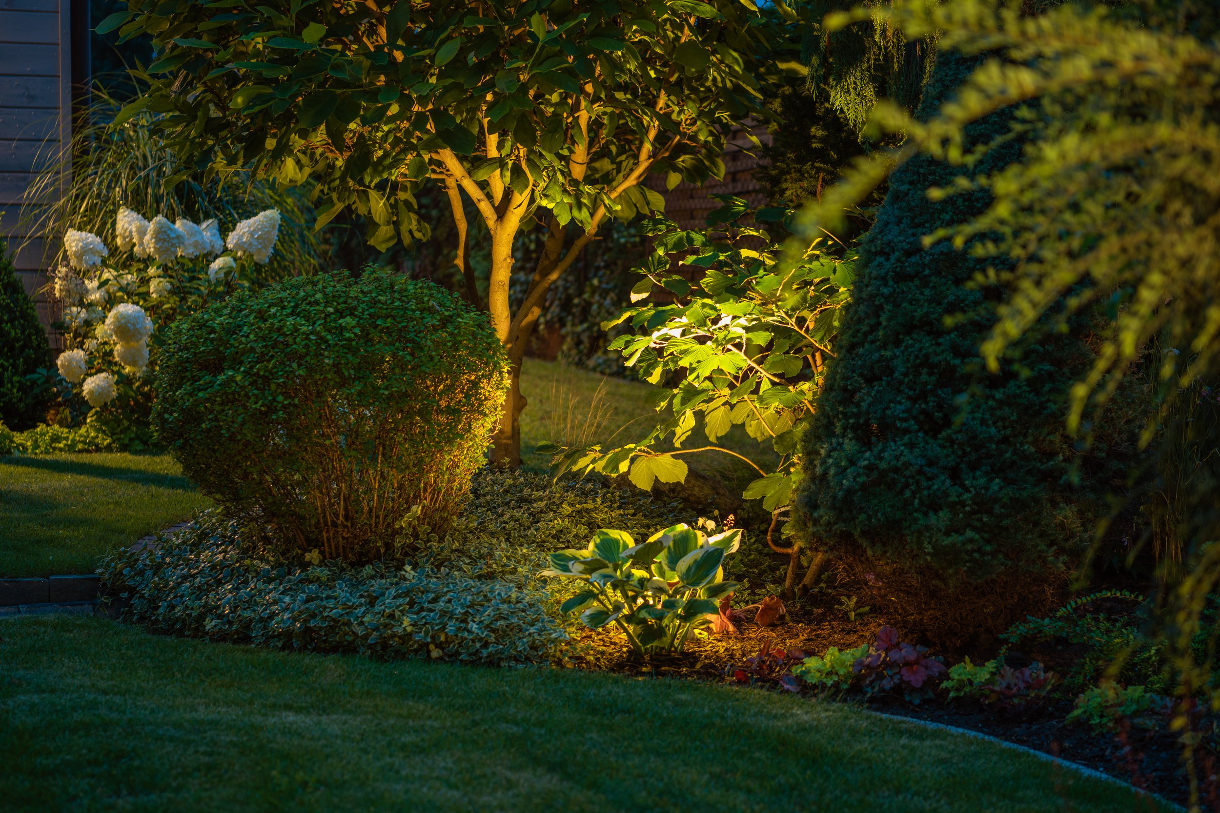light garden-plants-ambient-lighting-2023-11-27-05-20-50-utc.jpg
