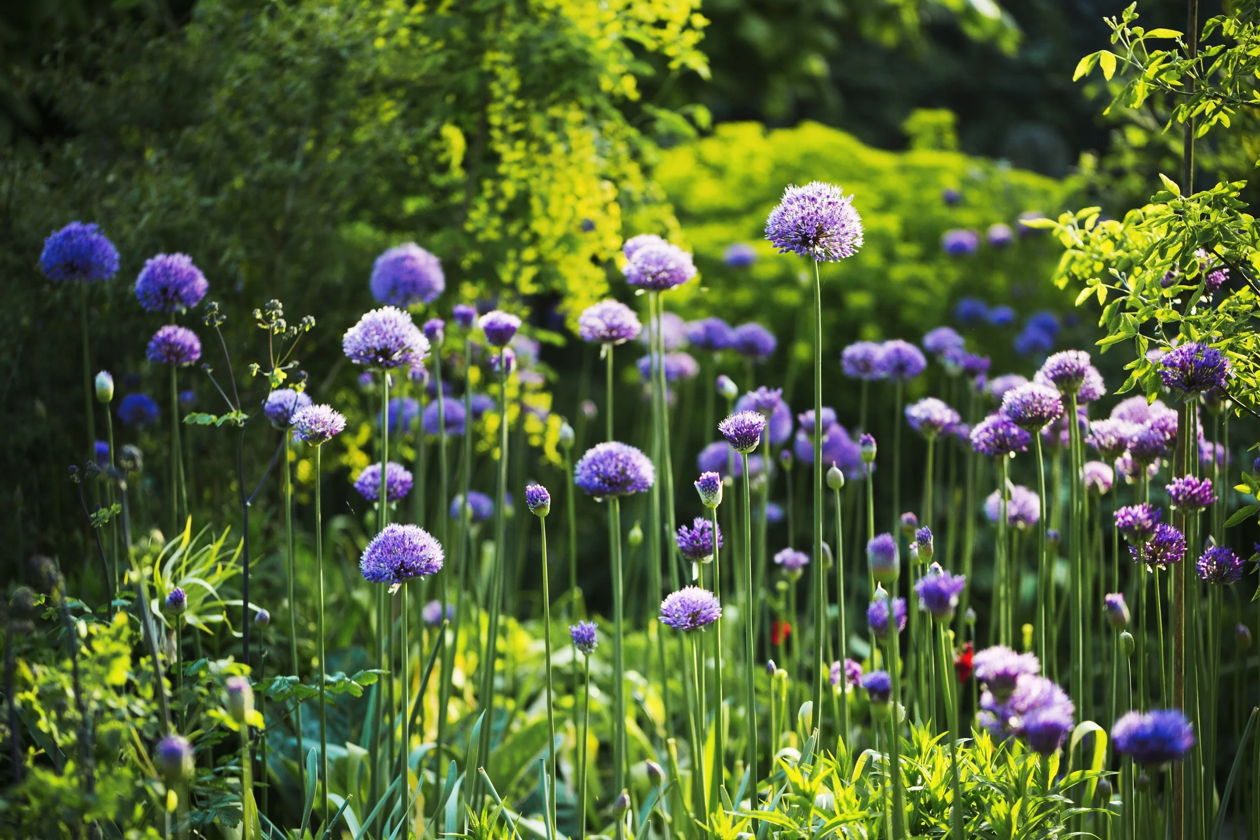 aaapurple-allium-in-a-garden-2023-11-27-05-34-19-utc.jpg