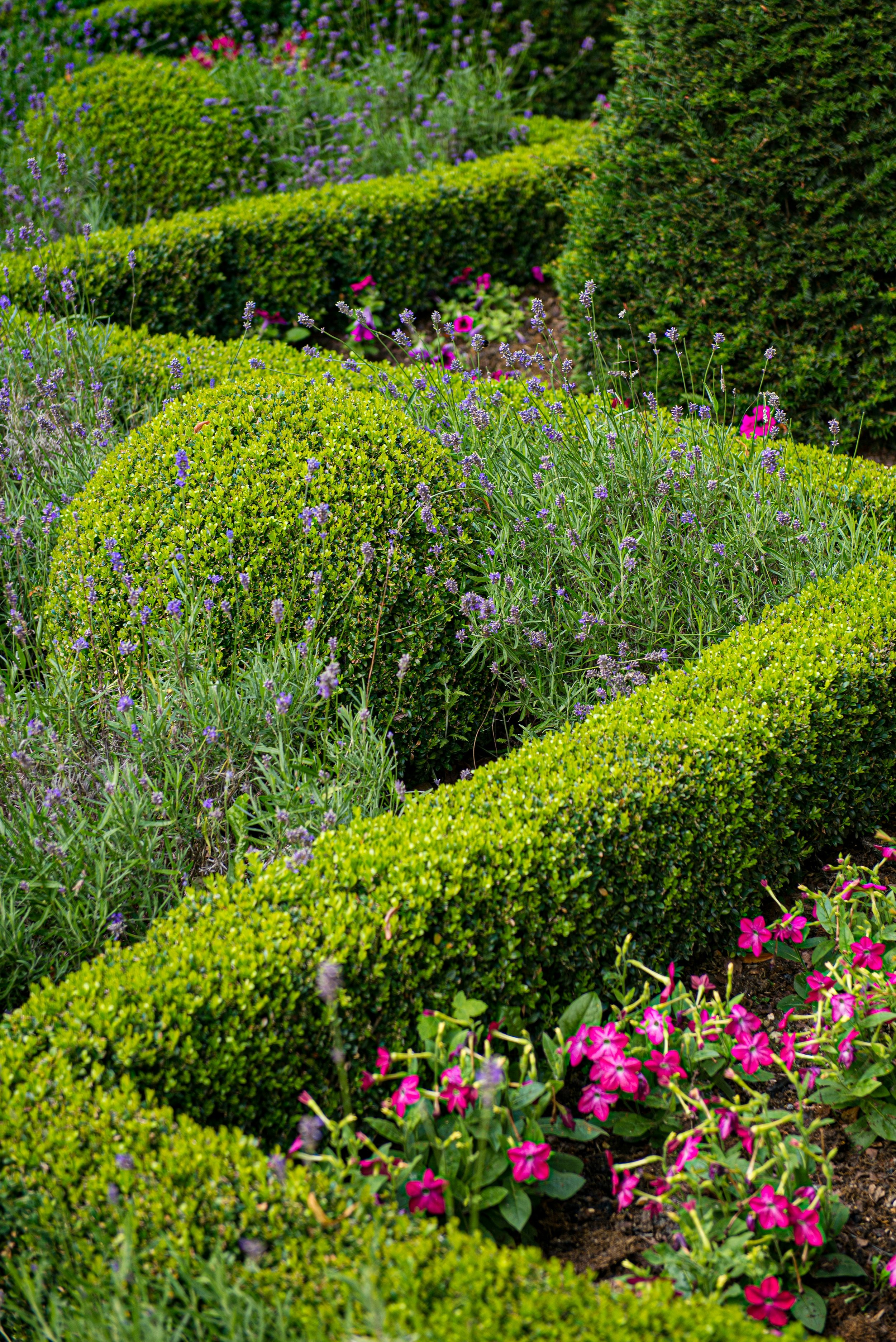 knot garden sue-winston-C-xMJ0c_W1A-unsplash.jpg