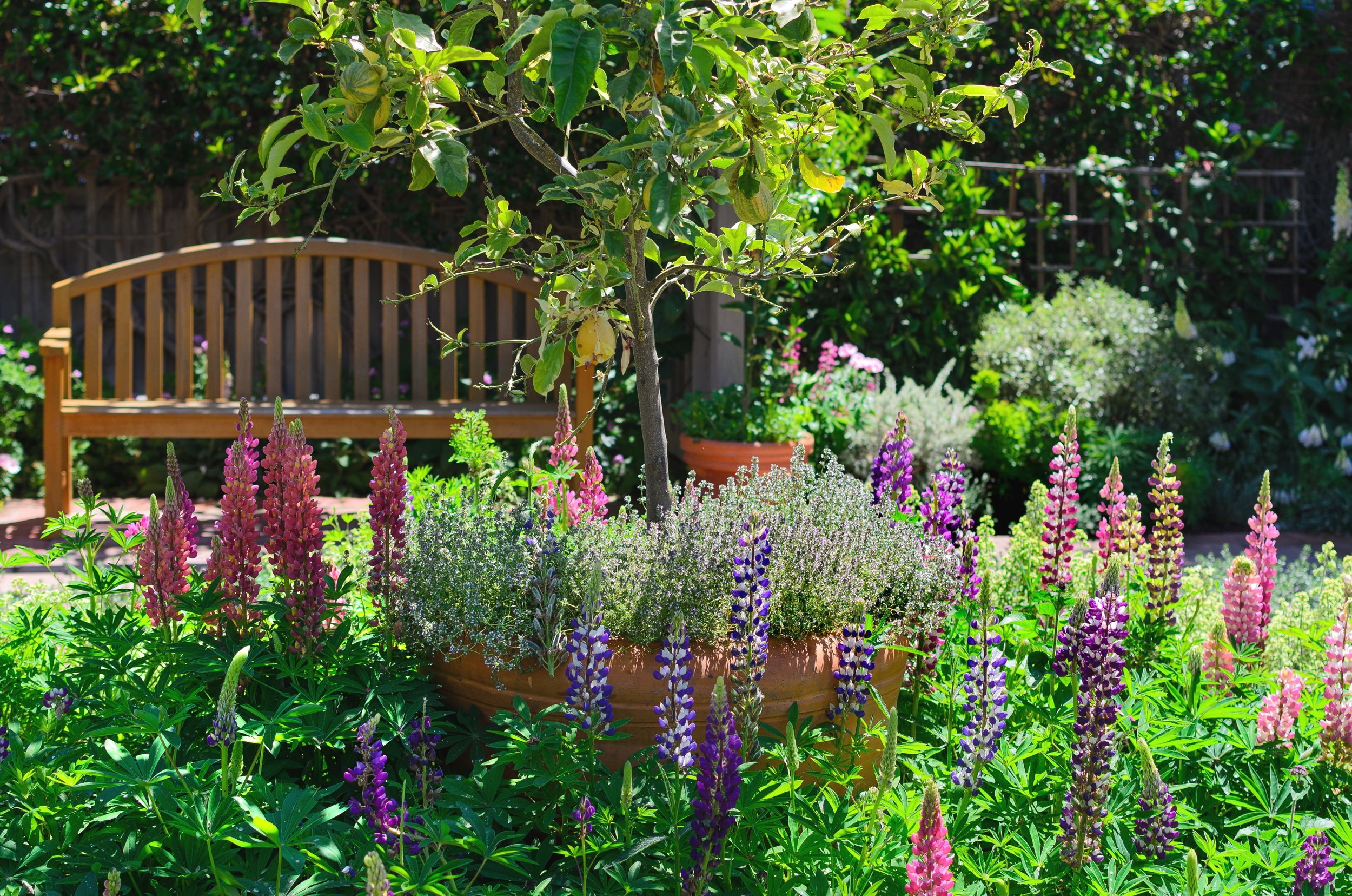 cottage wooden-bench-surrounded-by-colorful-blooming-flowe-2023-11-27-05-10-45-utc.jpg