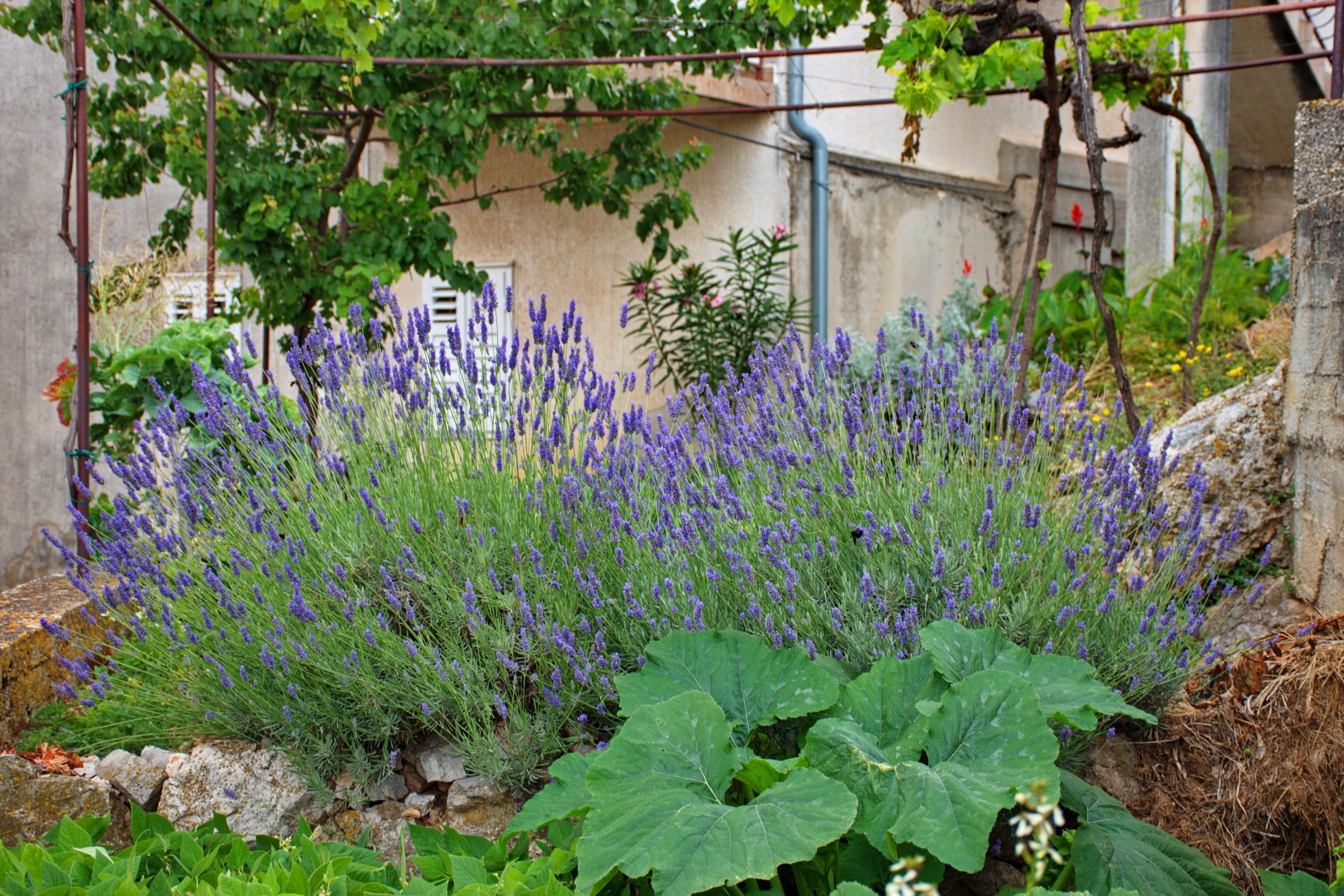 lavender-in-blooming-growing-in-garden-2023-11-27-05-29-58-utc.jpg