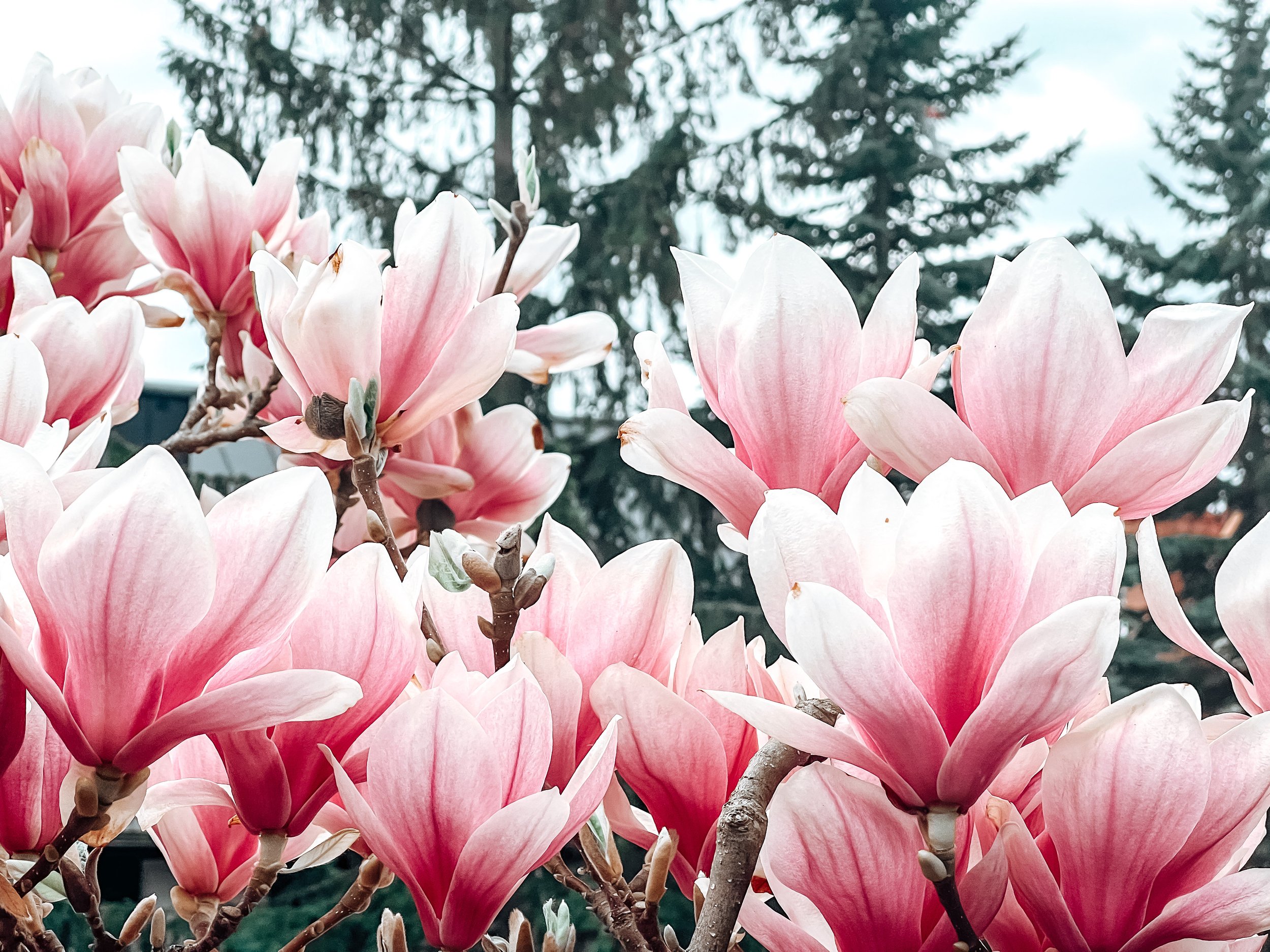 1111pink-flowers-2023-11-27-05-33-39-utc.jpg