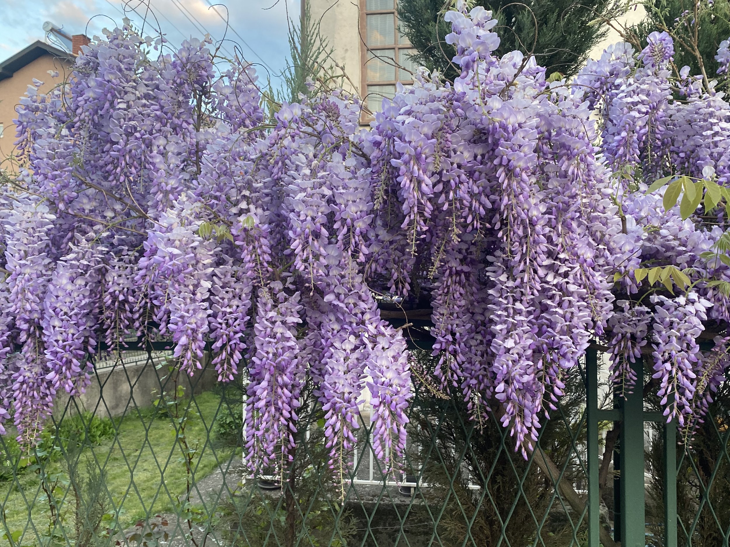 aaapurple-wisteria-flowers-on-the-fence-of-the-backya-2023-11-27-04-52-10-utc.jpg