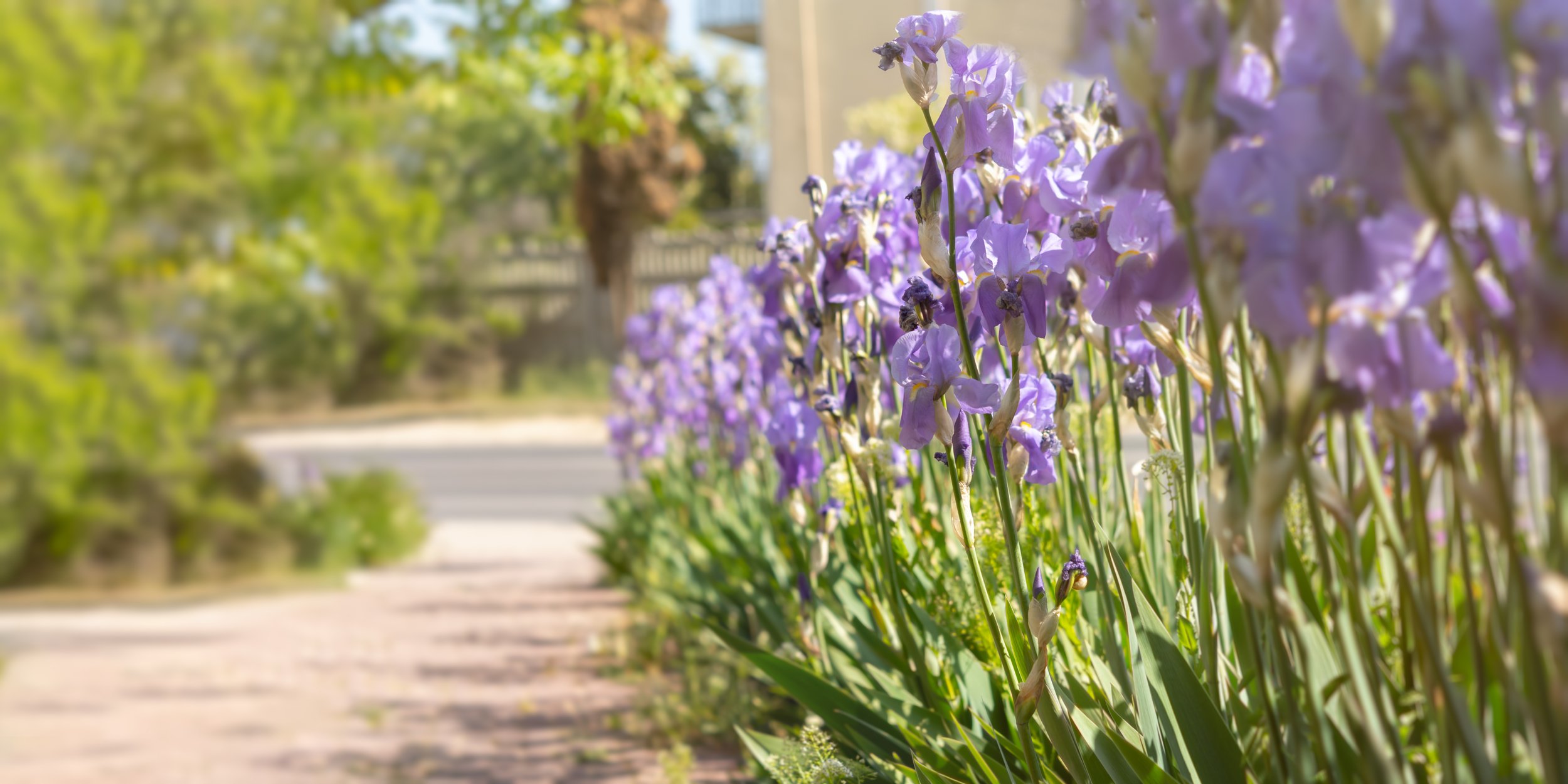 purple-irises-bloom-close-up-in-the-garden-atmosp-2023-11-27-05-33-35-utc.jpg