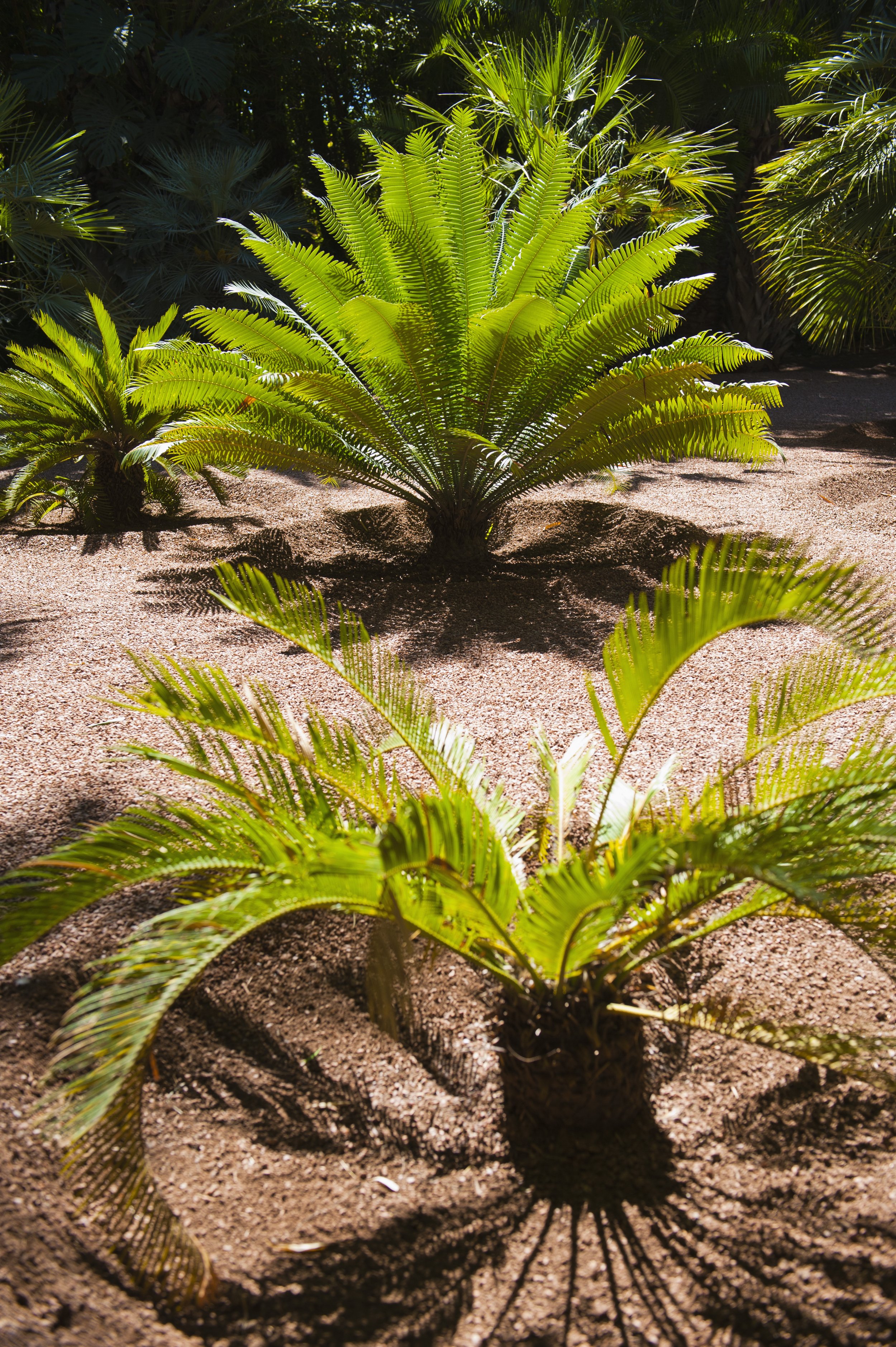 tropical ferns-at-the-majorelle-gardens-aka-gardens-of-yve-2024-09-17-14-34-37-utc.jpg