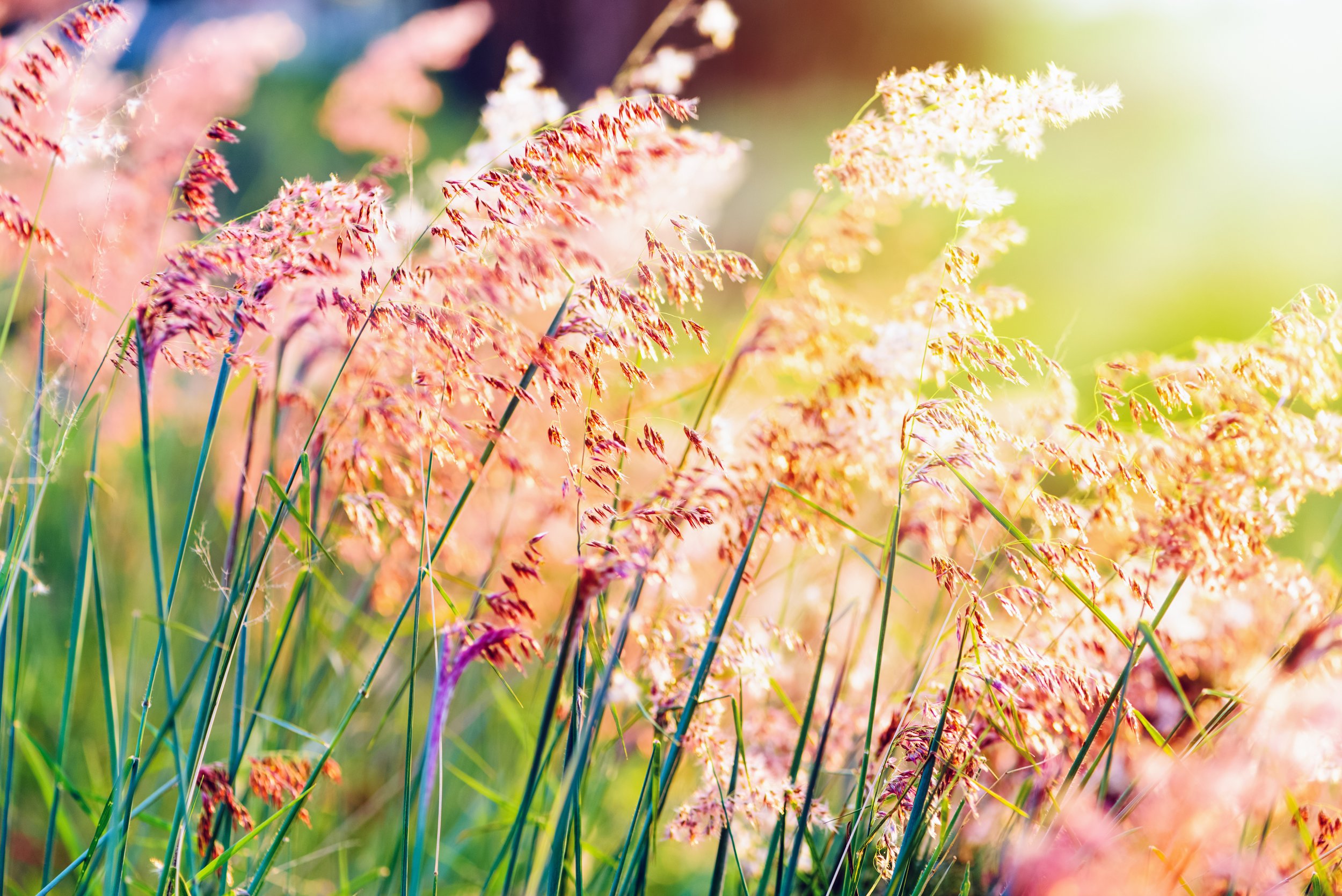 grasses sunset-at-field-flower-grass-2023-11-27-04-58-30-utc.jpg