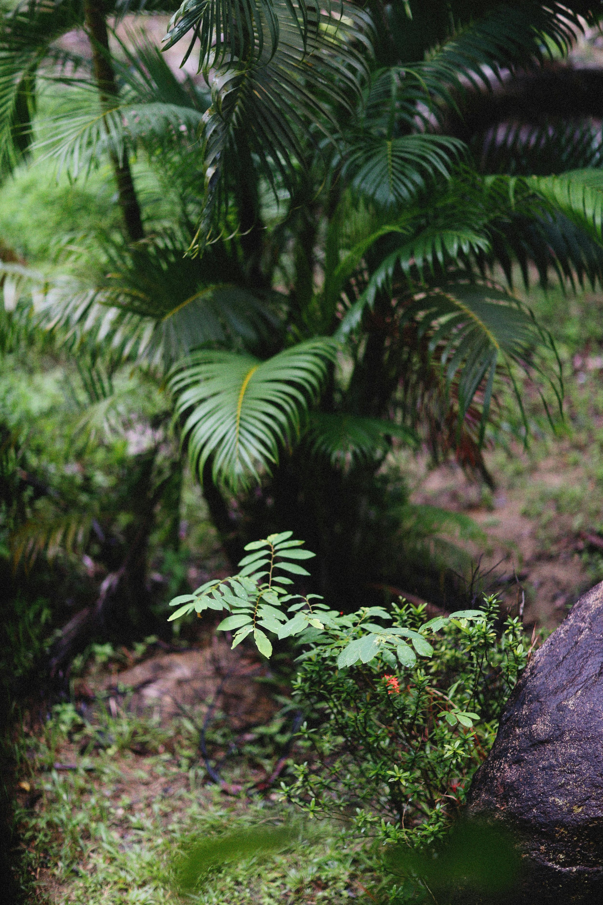 jungle pexels-theplanetspeaks-12120345.jpg