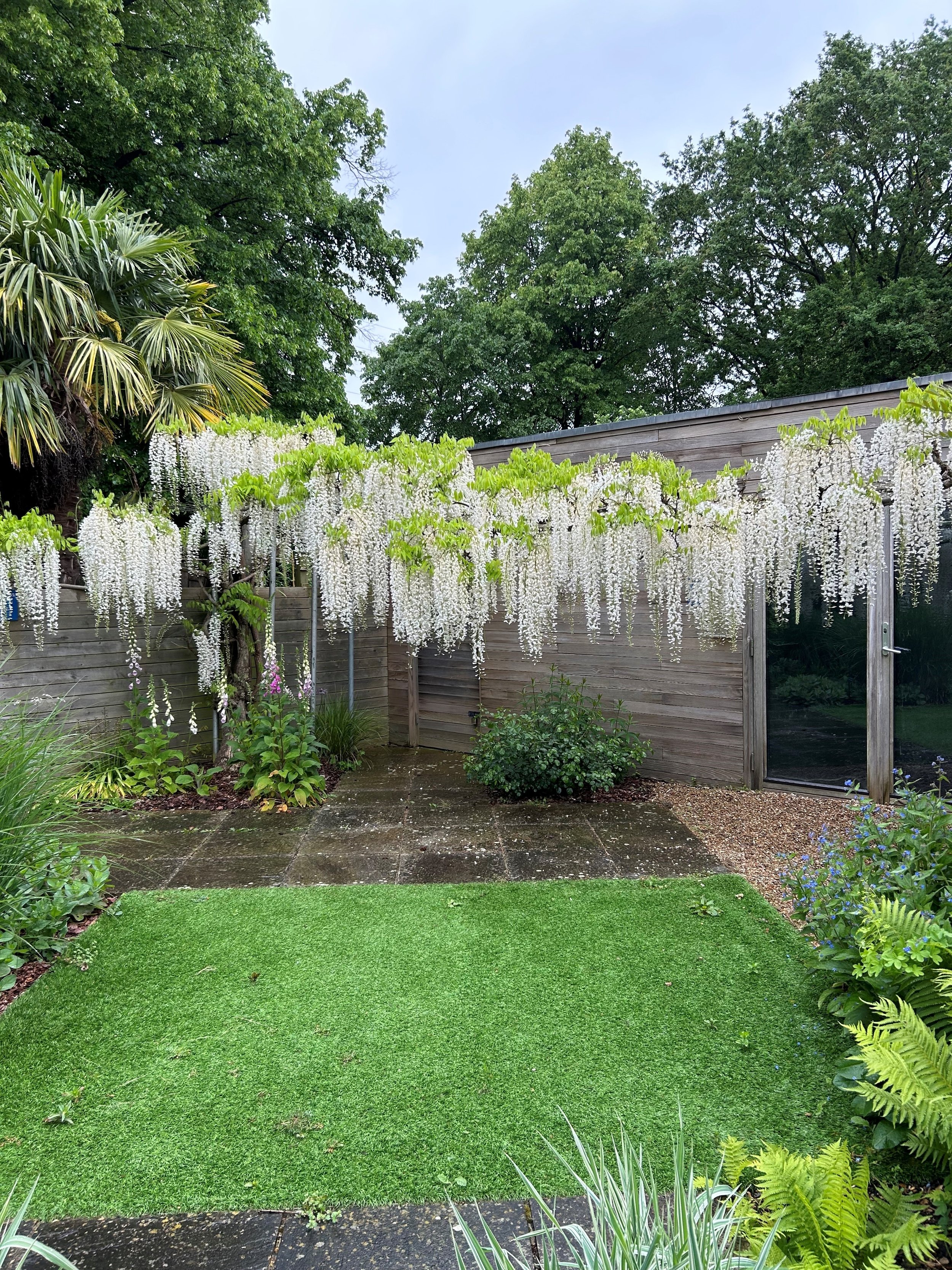 wisteria.jpg