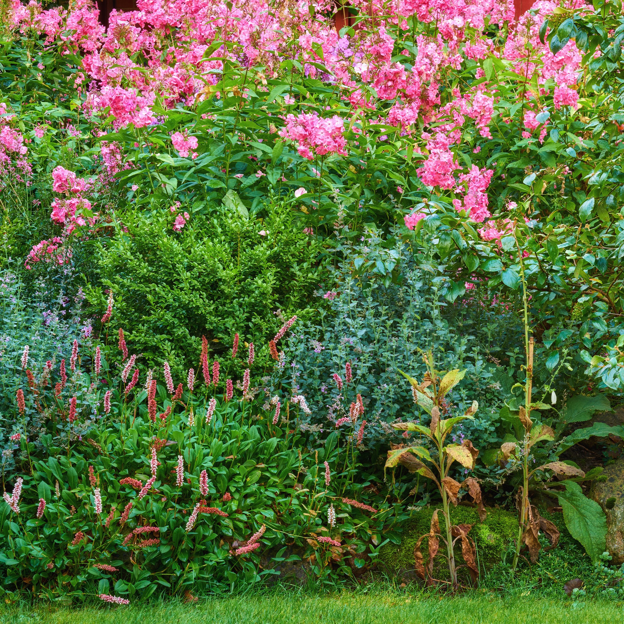 cottage my-garden-2023-11-27-05-24-35-utc.jpg