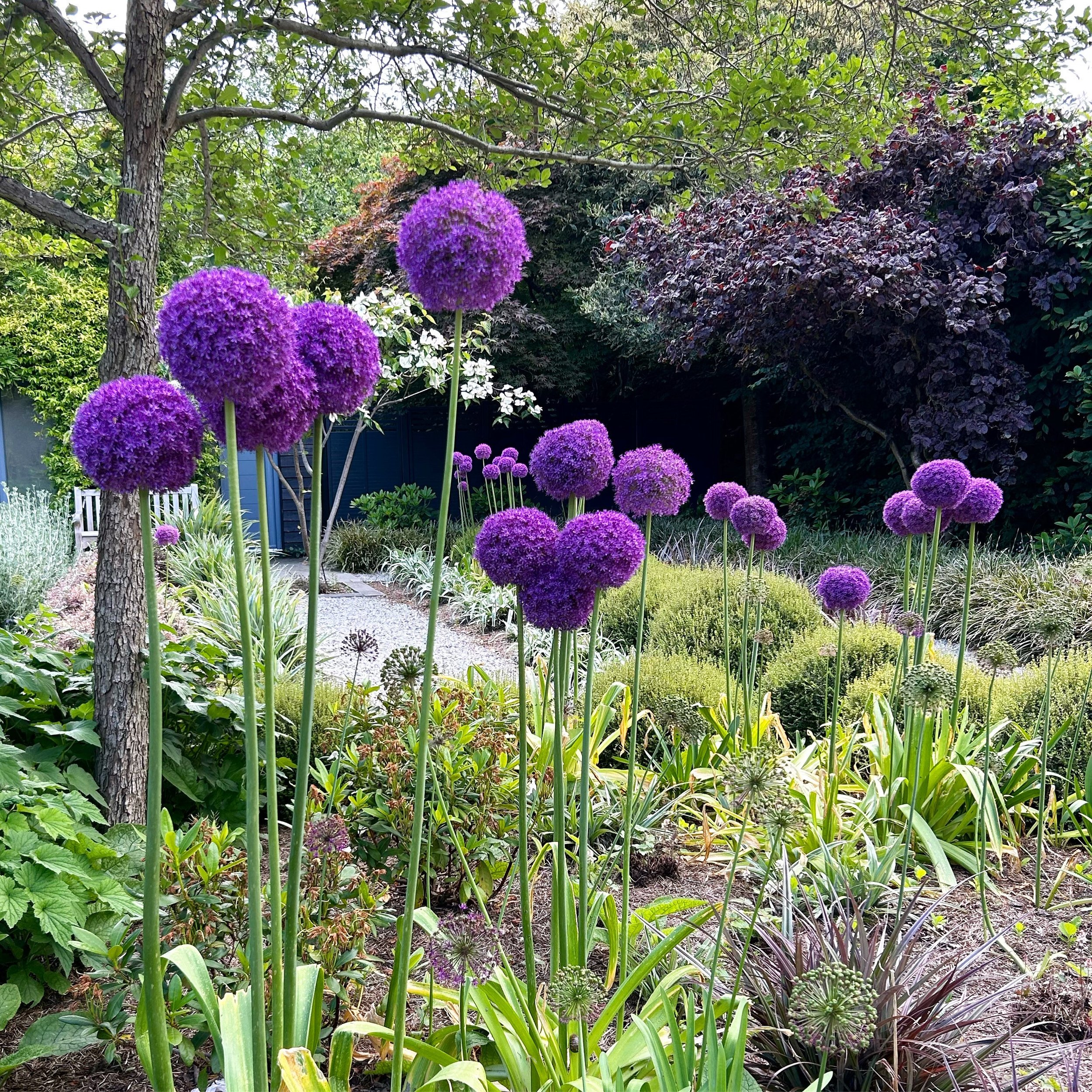 purple 4.jpg
