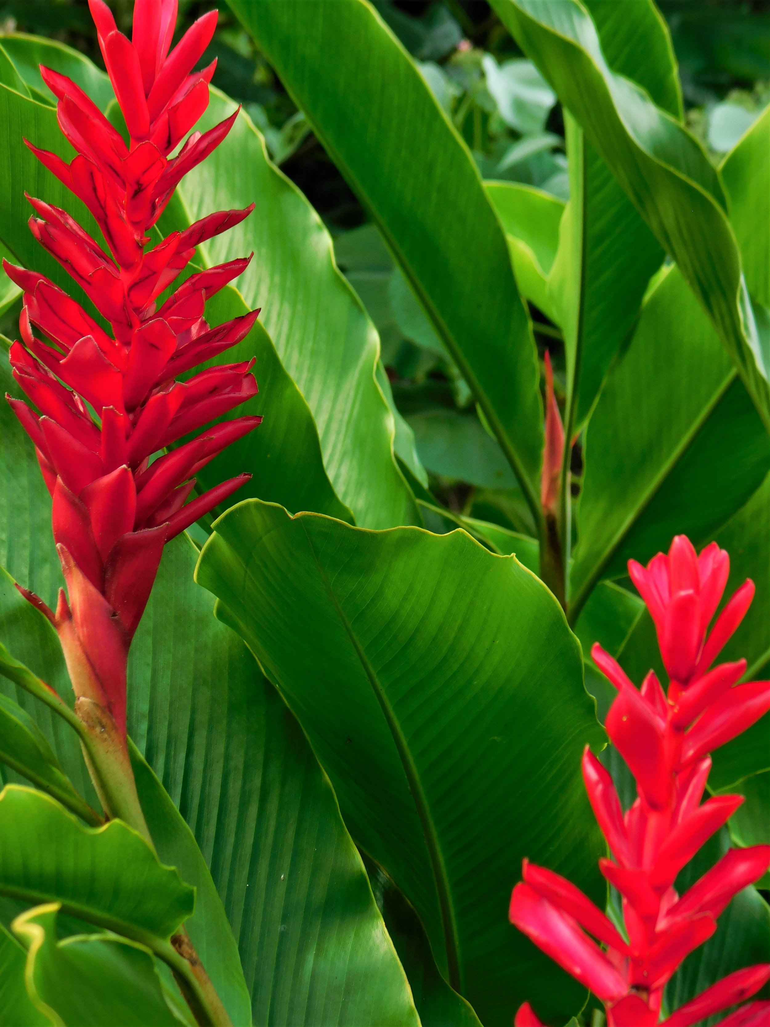 tropical red-ginger-jungle-inspired-tropical-vibes-2023-11-27-05-20-26-utc.jpg