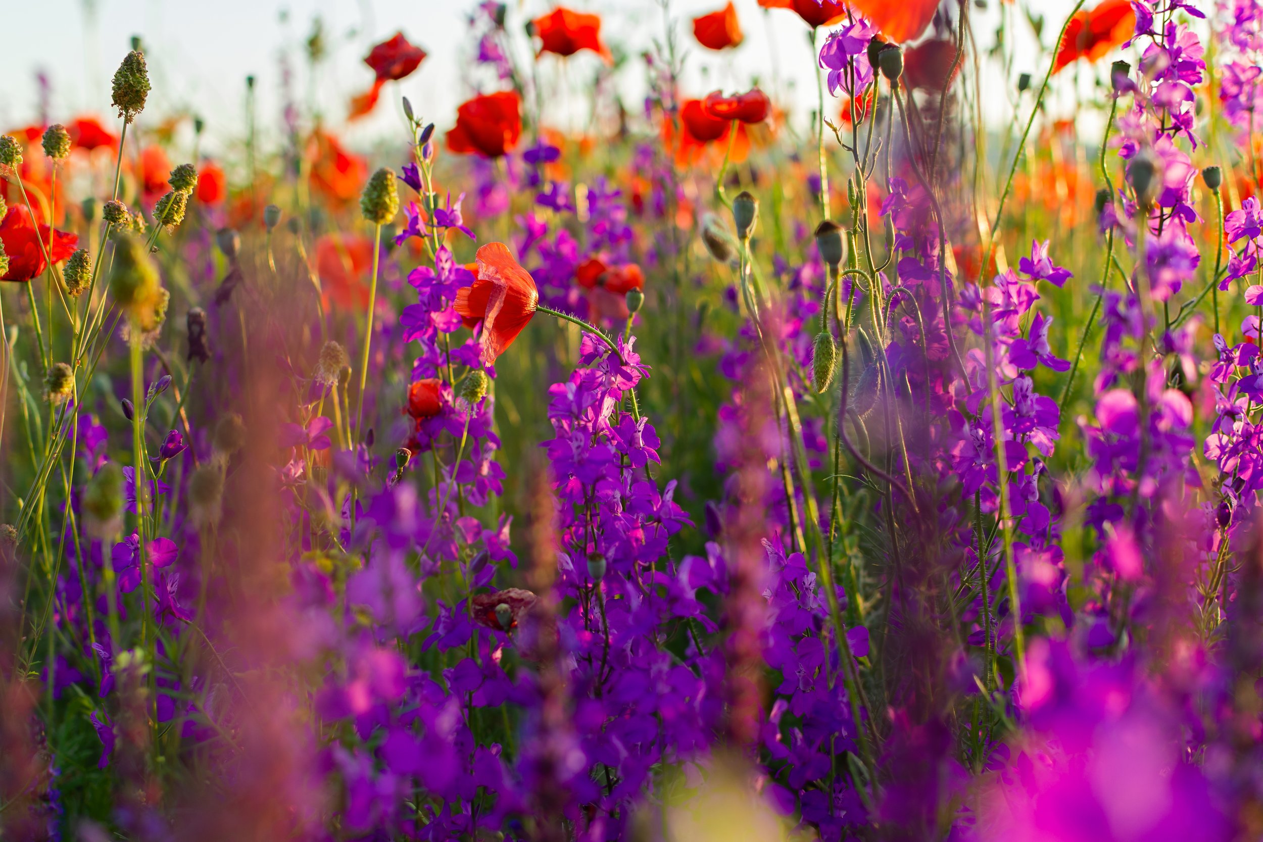 delphinium-poppies-flowers-in-a-field-close-up-2023-11-27-05-08-55-utc.jpg