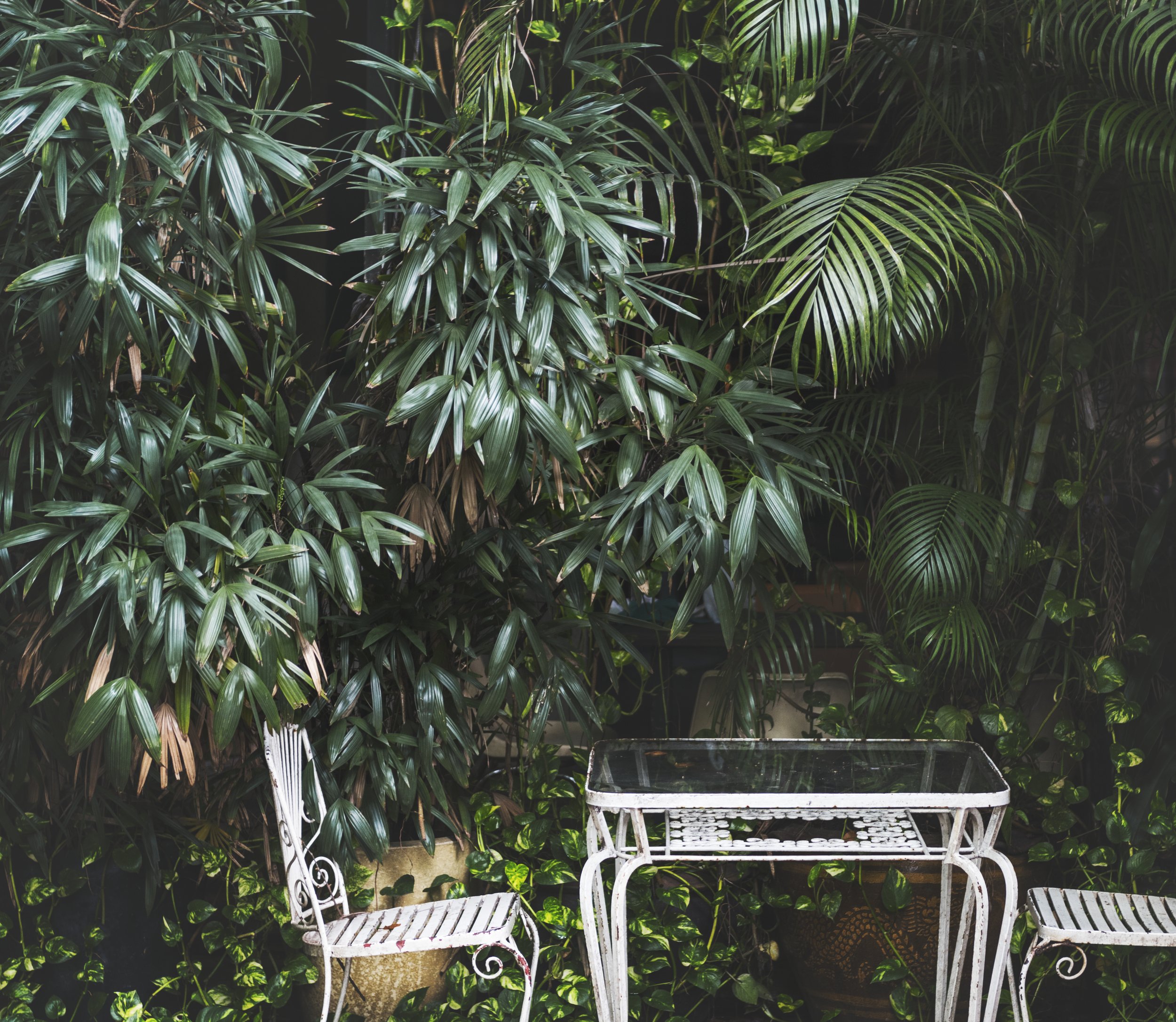 tropical beautiful-greenery-2023-11-27-05-04-38-utc.jpg