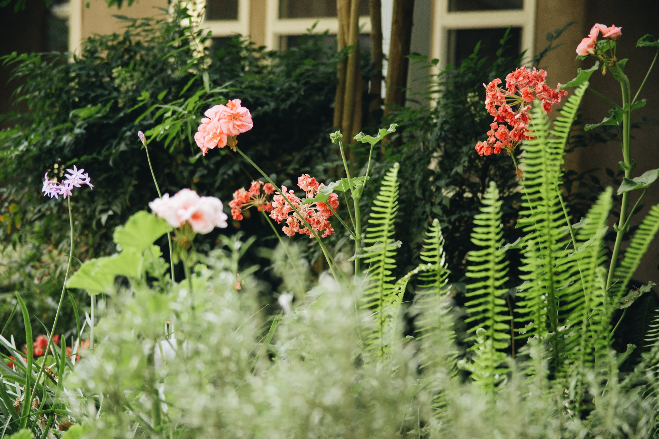 cottage flowers-in-a-garden-hover-over-green-plants-by-a-h-2023-11-27-05-20-10-utc.jpg