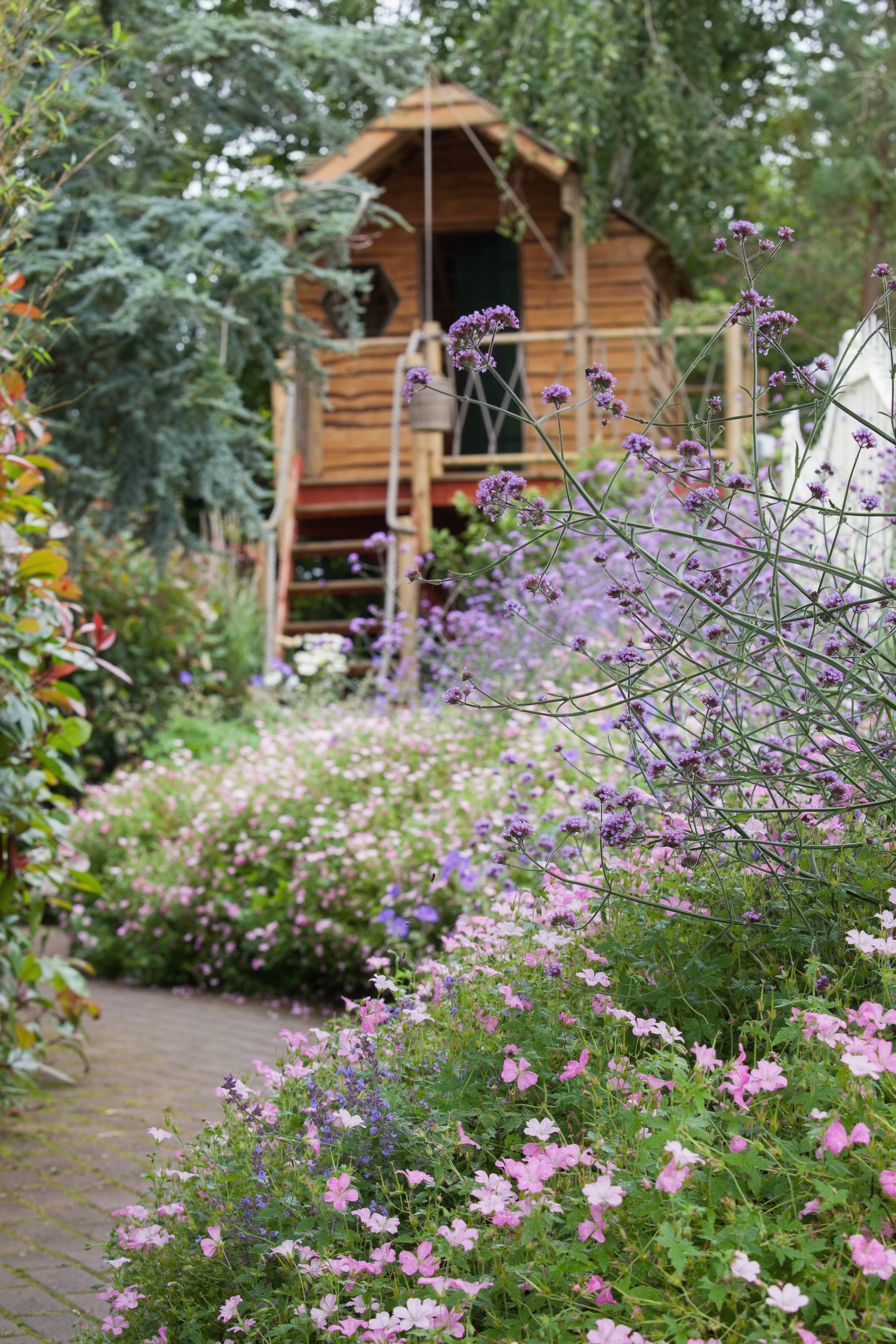 cottage garden-of-purple-flowers-with-path-and-shed-2023-11-27-05-34-53-utc.jpg