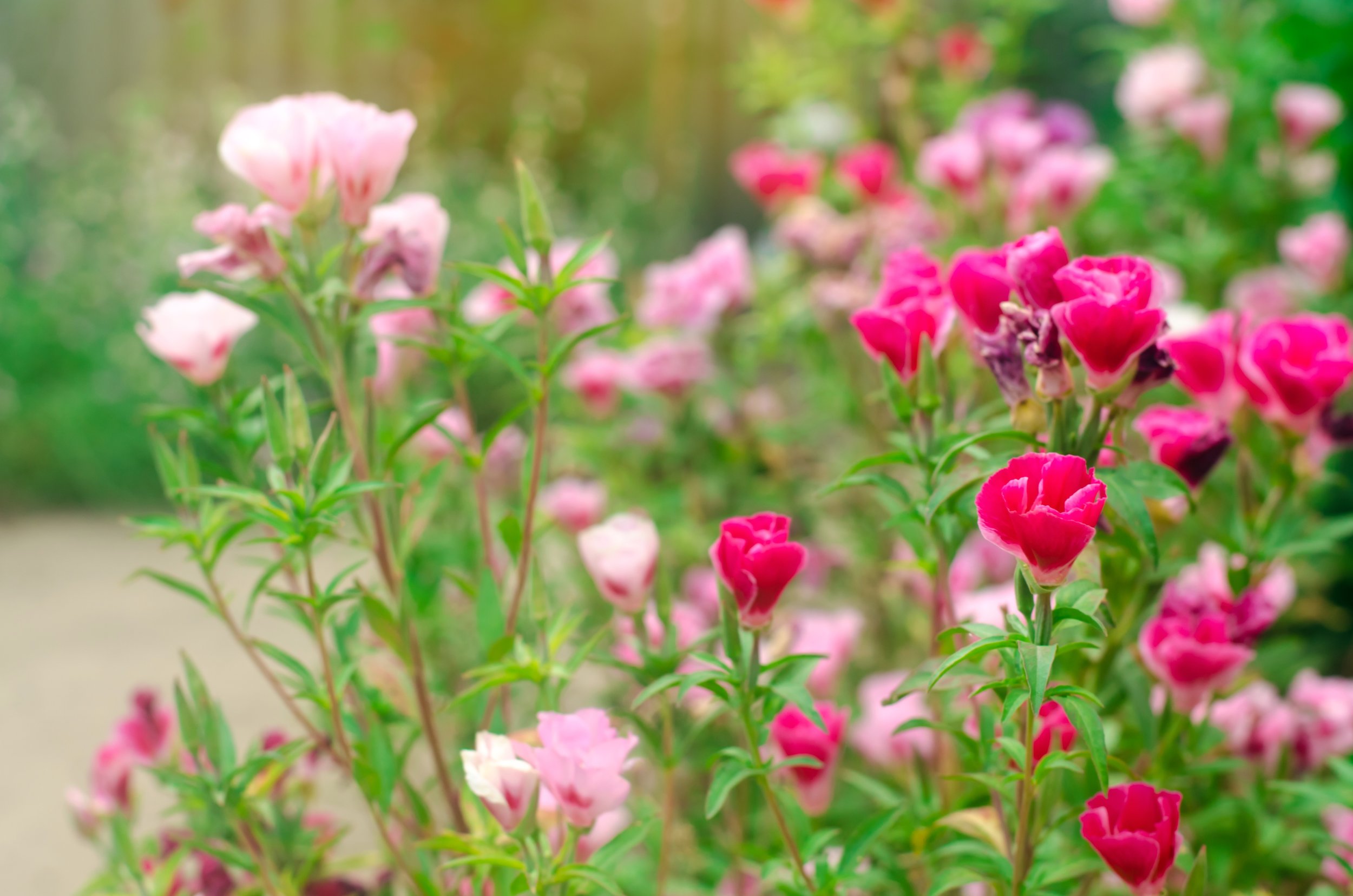 the-beautiful-pink-flower-of-godetia-clarkia-2023-11-27-05-29-53-utc.jpg