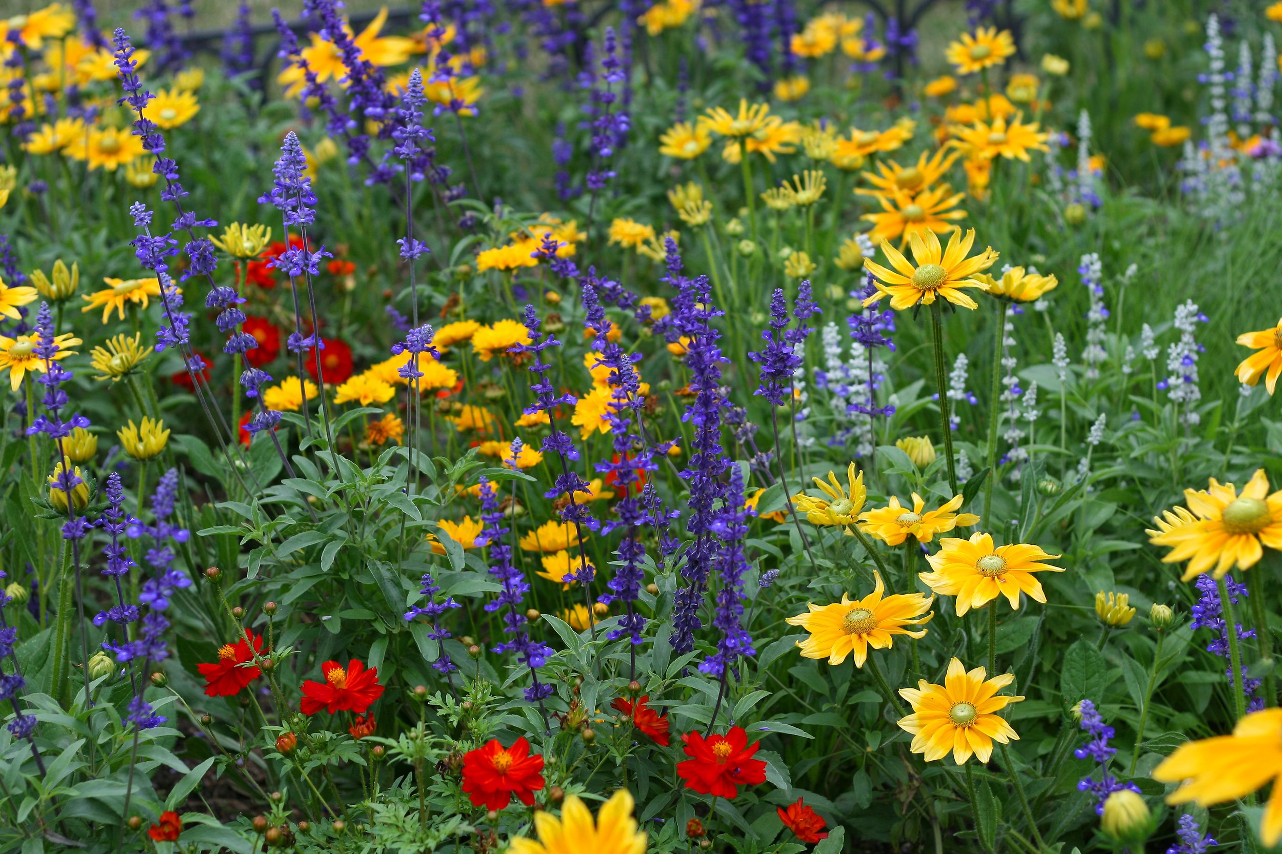 aaa#summer-background-with-beautiful-colorful-flowers-2023-11-27-05-21-21-utc.jpg