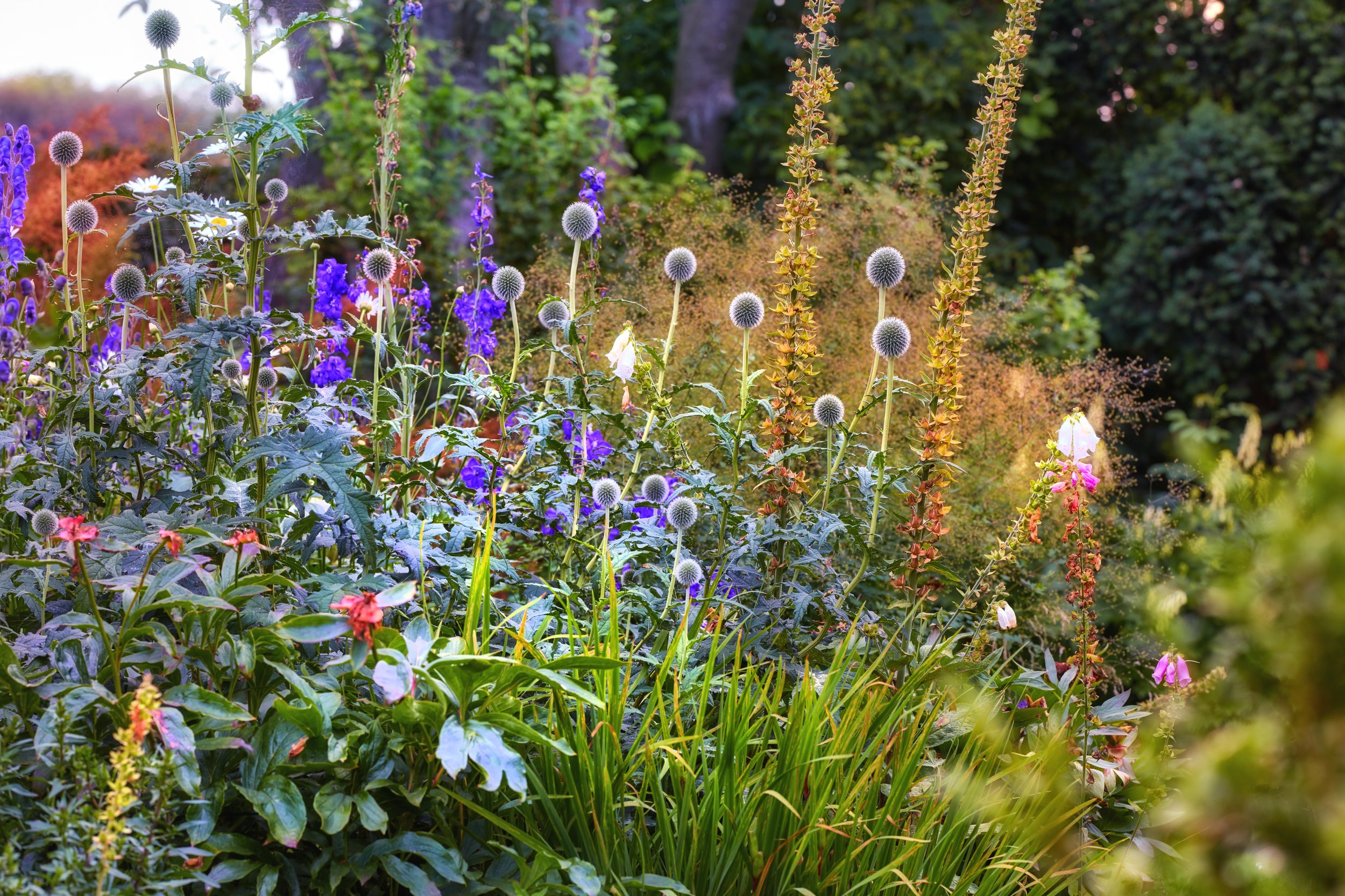 cottage flowers-in-our-garden-2023-11-27-05-35-26-utc.jpg
