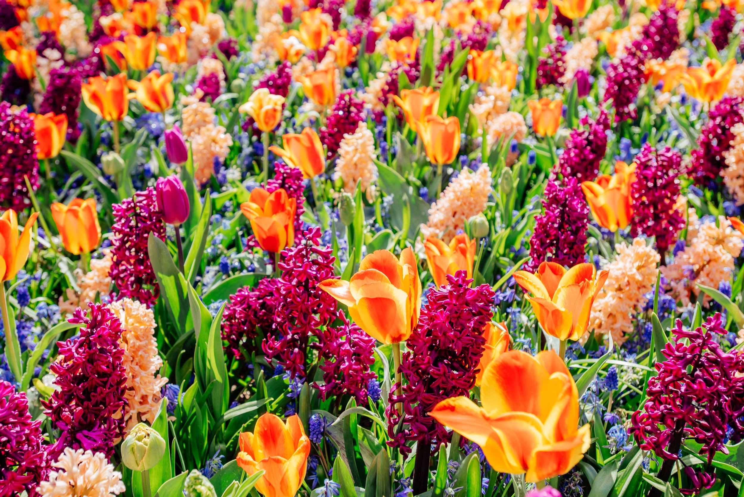 aafield-of-wild-flowers-2023-11-27-05-02-04-utc.jpg