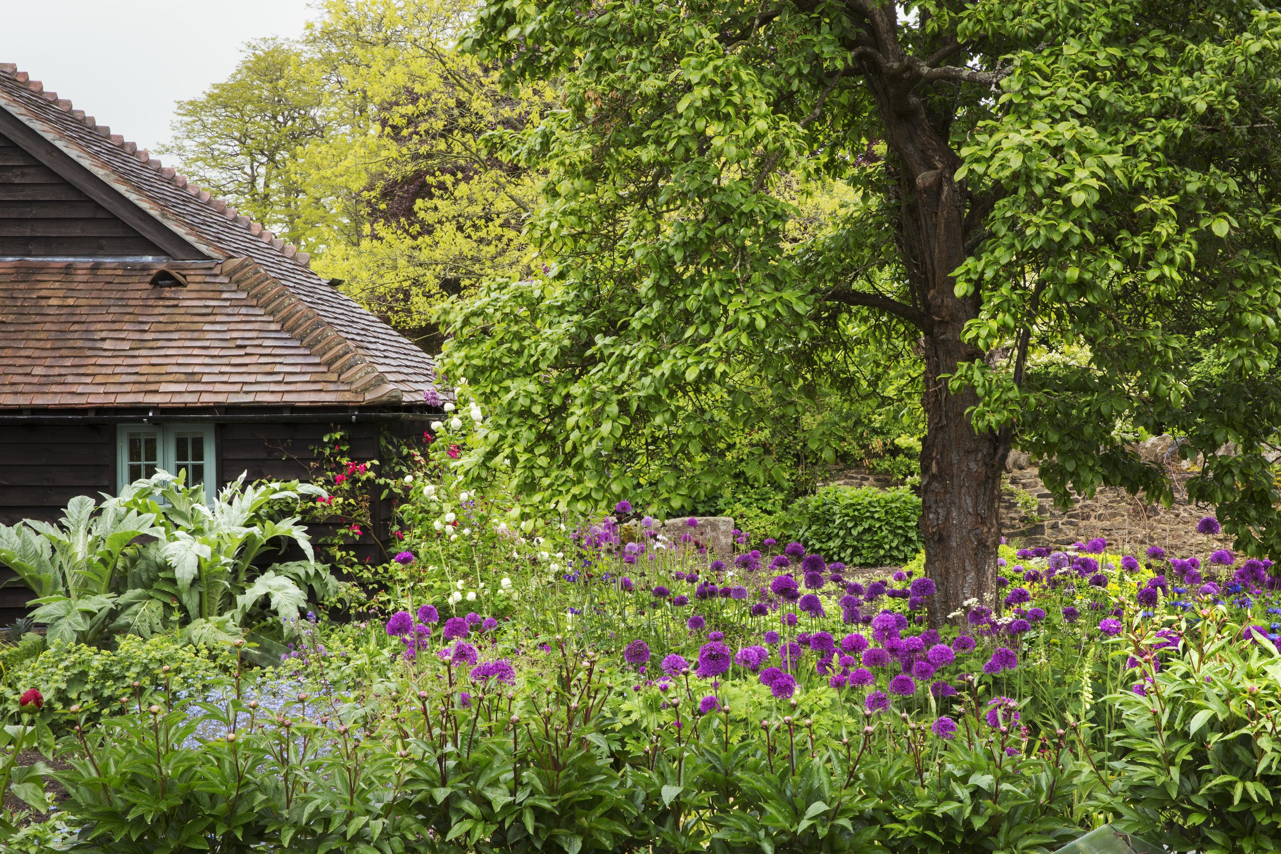 cottage view-of-garden-with-tree-and-bed-of-purple-flowers-2023-11-27-05-10-48-utc.jpg