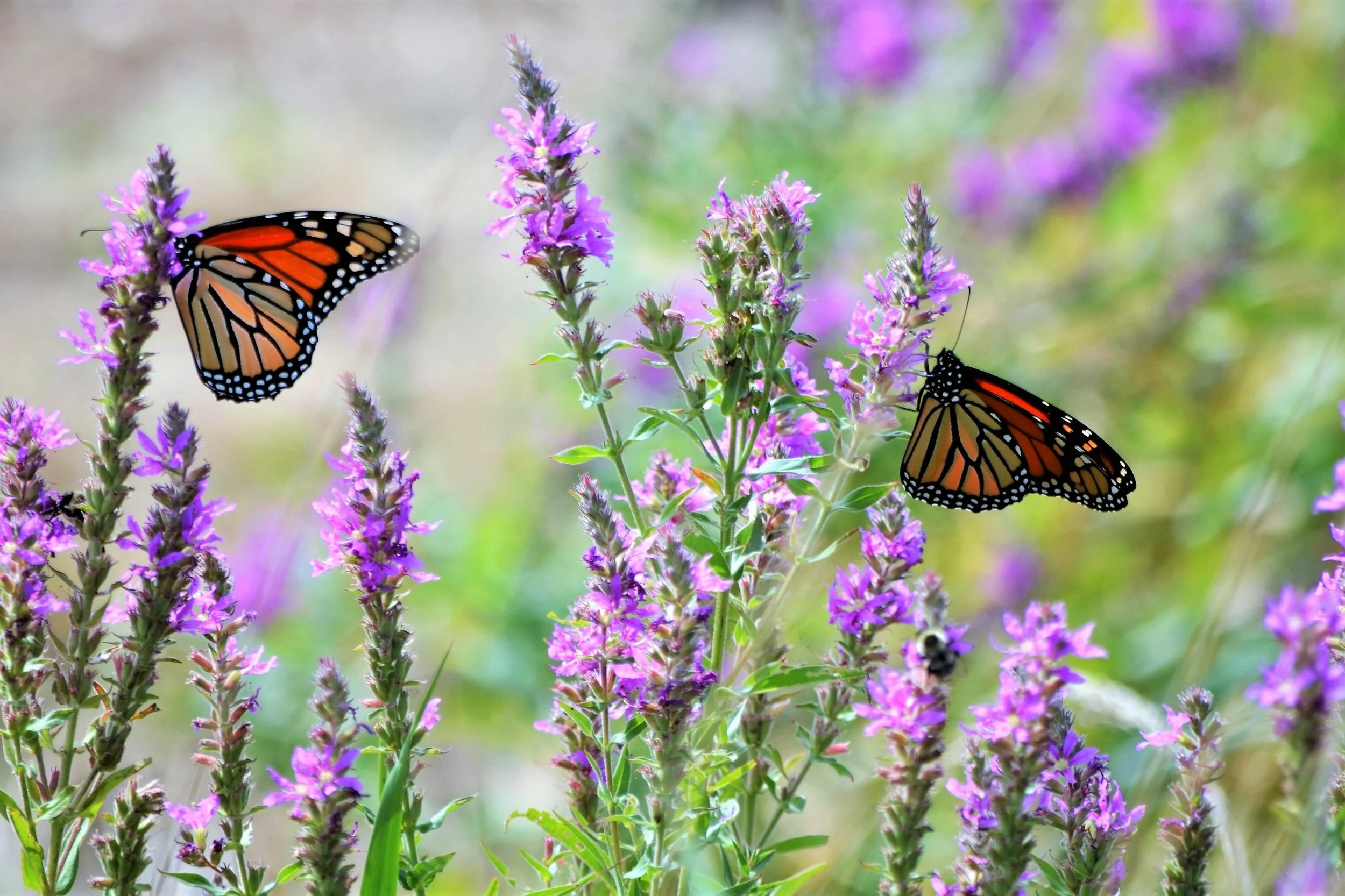 1beautiful-floral-backyard-with-two-monarch-butterf-2023-11-27-05-28-05-utc.jpg