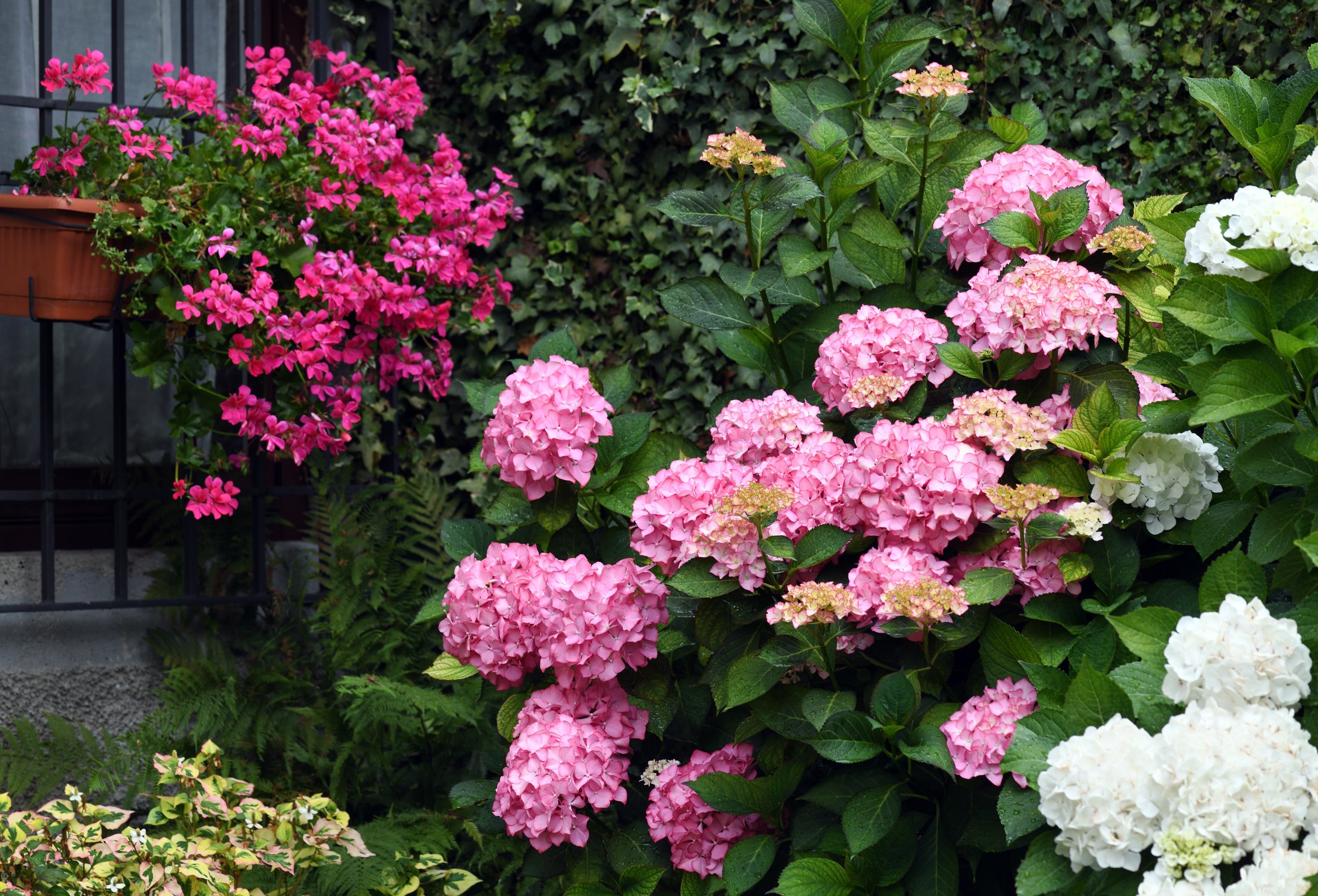 beautiful-floral-garden-2023-11-27-04-54-30-utc.jpg