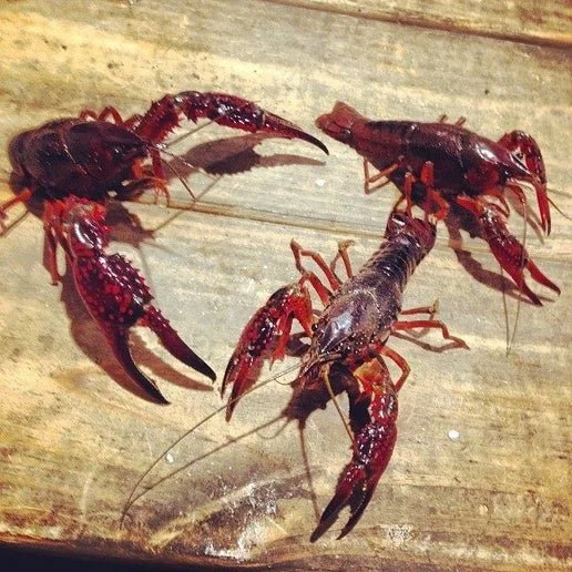 LIVE Crawfish - 10 lb - May 30 pickup