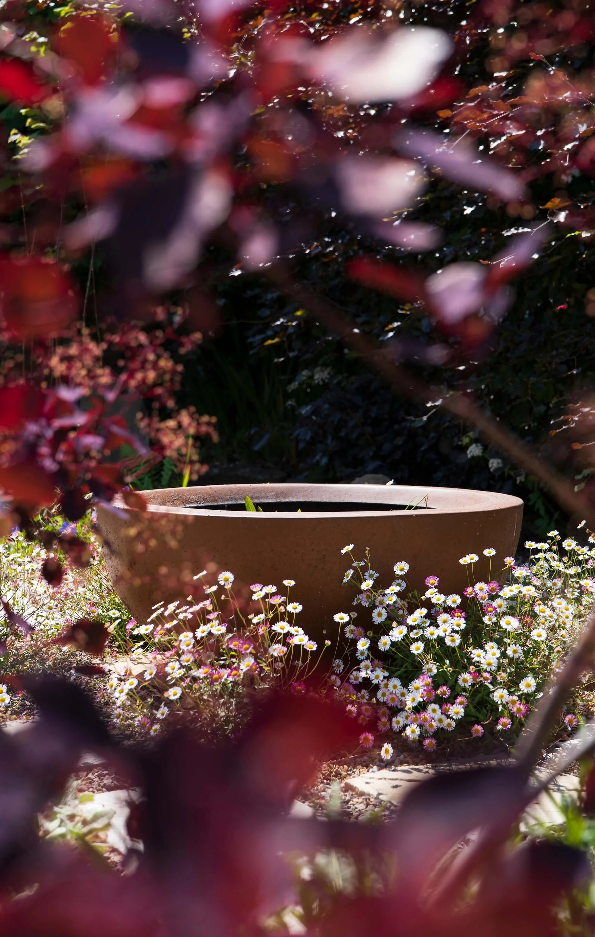 Rael Rawlinson Garden Design Northumberland Small Front Garden17.jpg