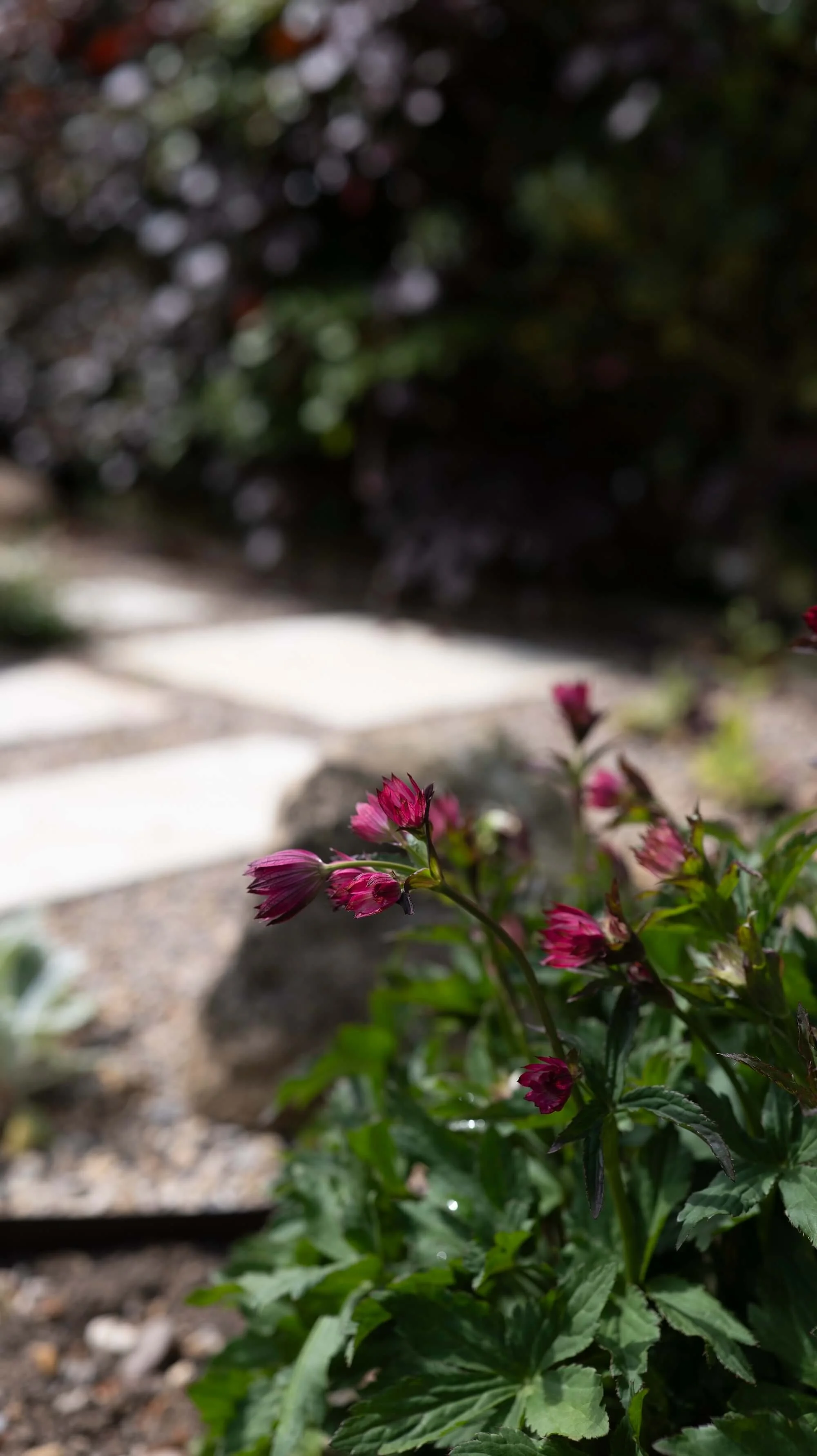 Rael Rawlinson Garden Design Northumberland Small Front Garden11.jpg