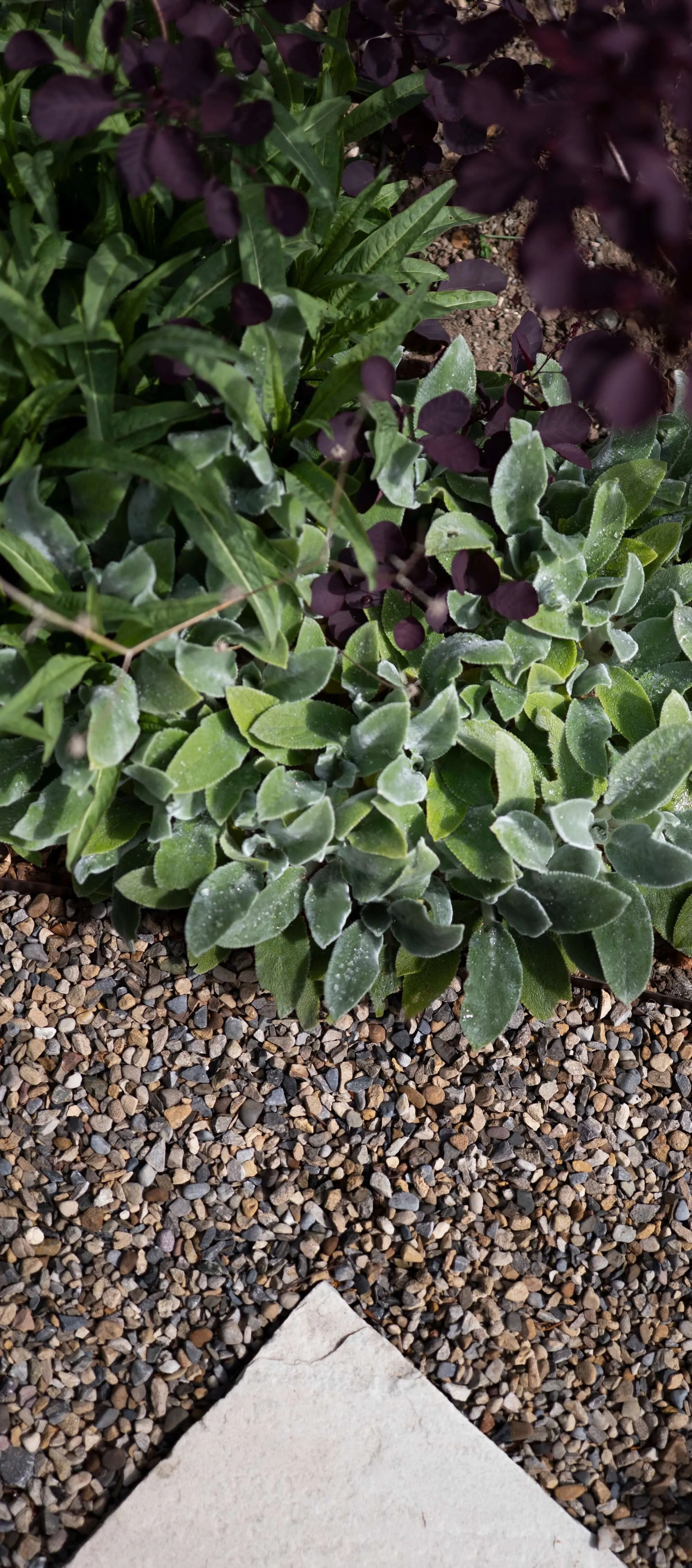 Rael Rawlinson Garden Design Northumberland Small Front Garden26.jpg