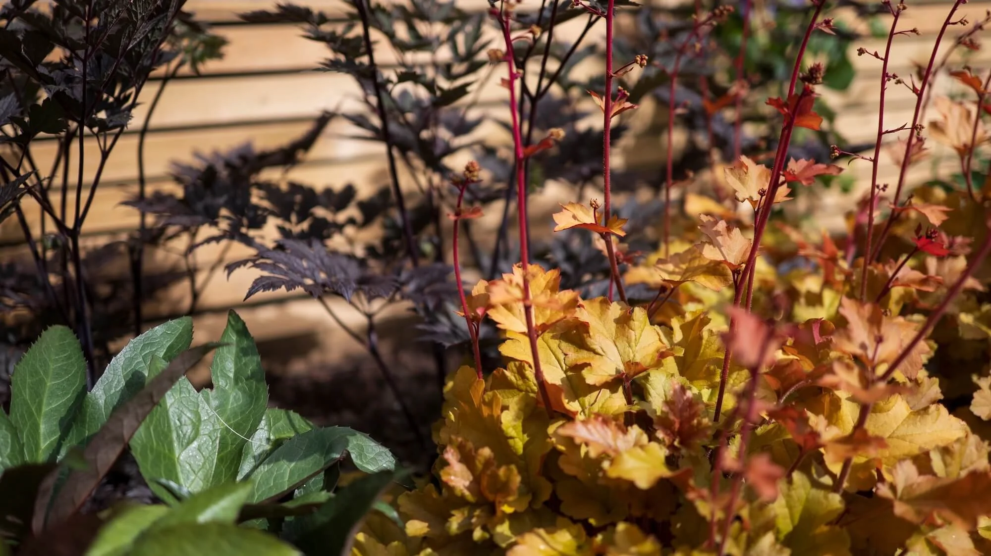 Rael Rawlinson Garden Design Northumberland Courtyard Garden1.jpg