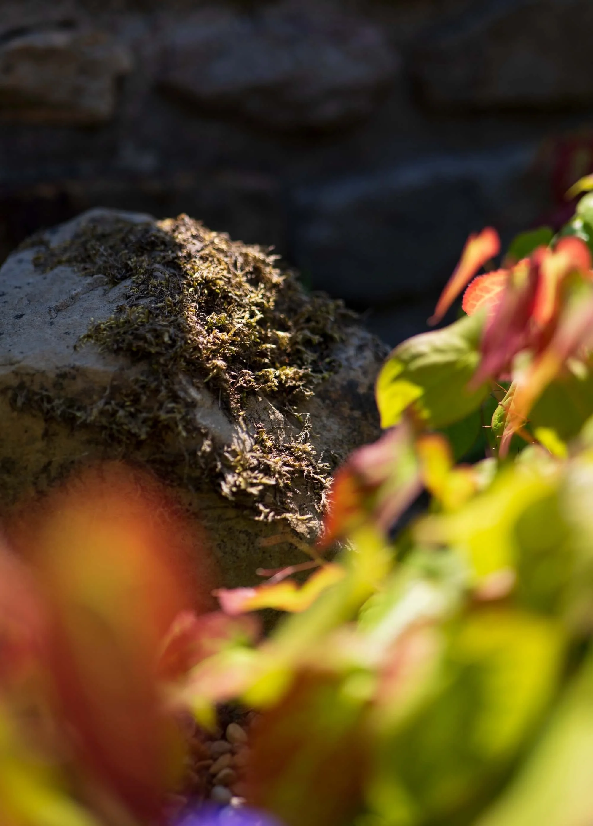 Rael Rawlinson Garden Design Northumberland Small Front Garden22.jpg