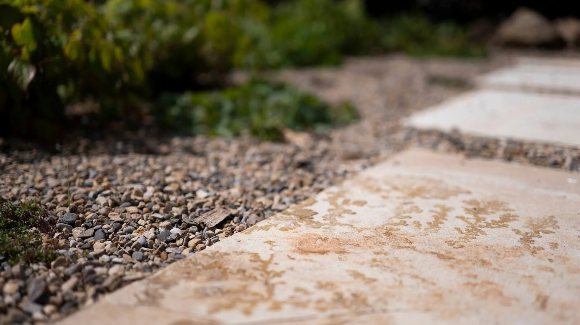 Rael Rawlinson Garden Design Northumberland Small Front Garden13.jpg