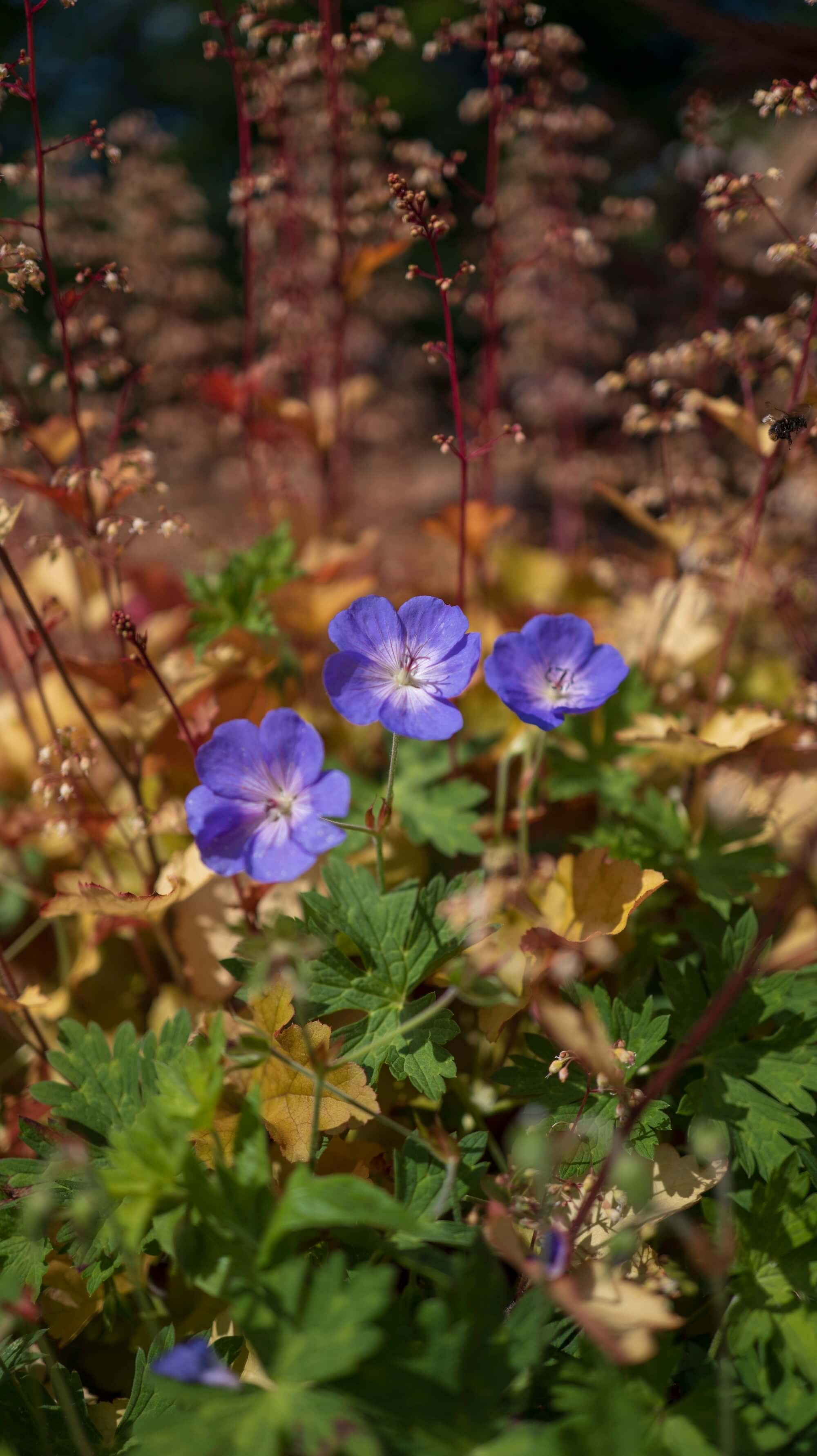 Rael Rawlinson Garden Design Northumberland Courtyard Garden22.jpg