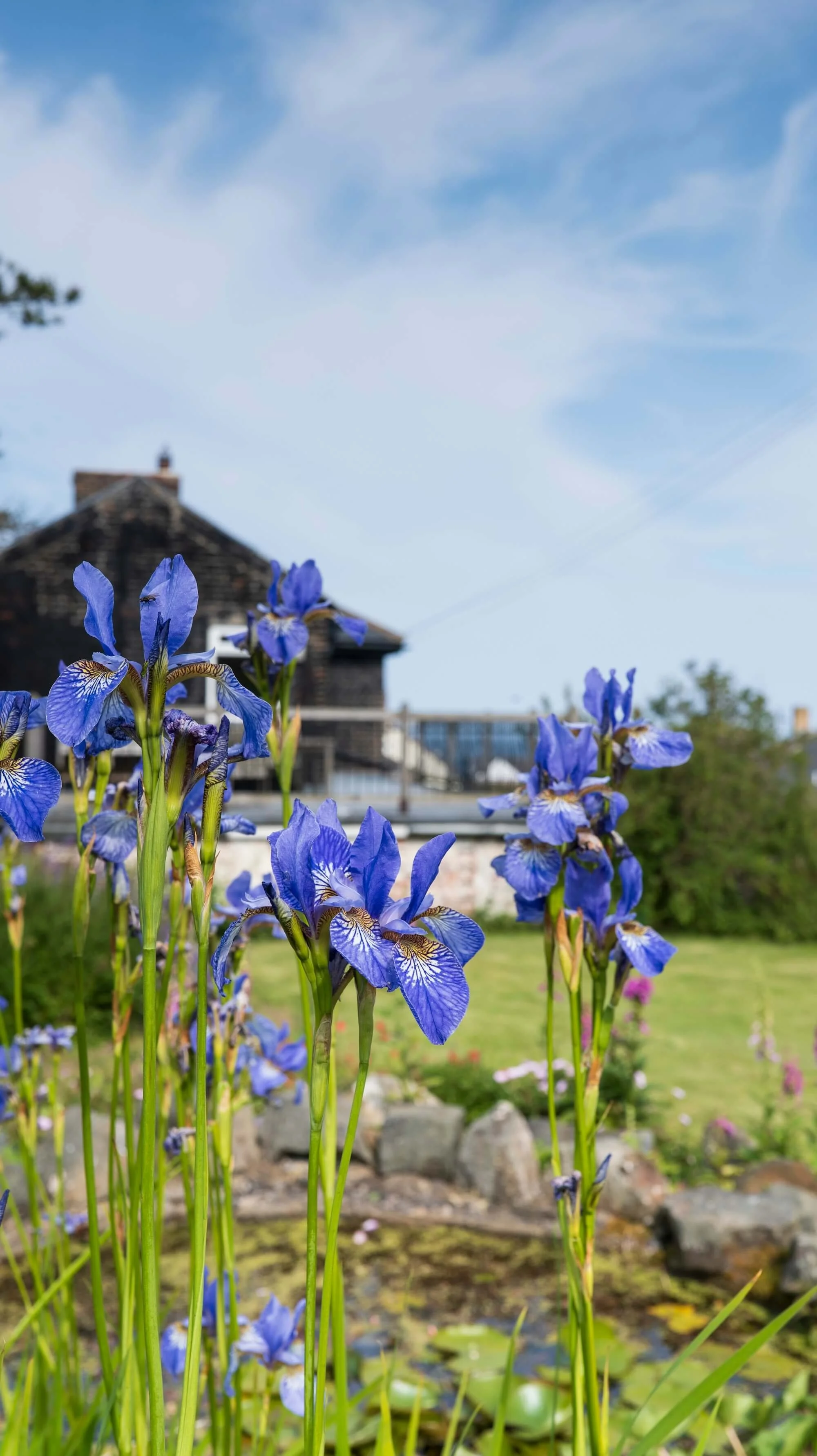 Rael Rawlinson Garden Design Northumberland Craster French Garden19.jpg