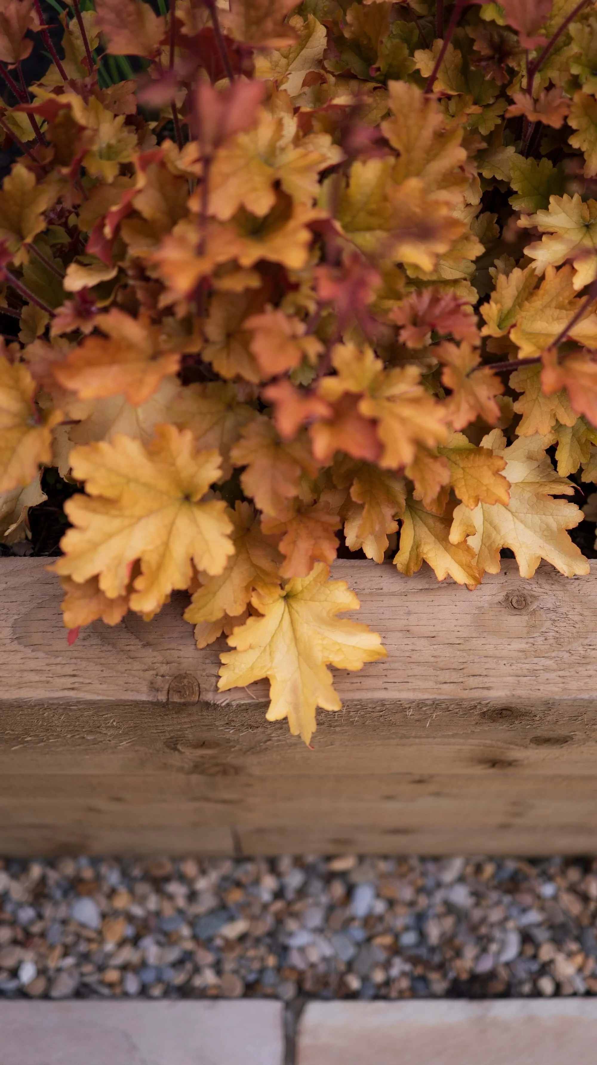Rael Rawlinson Garden Design Northumberland Courtyard Garden10.jpg