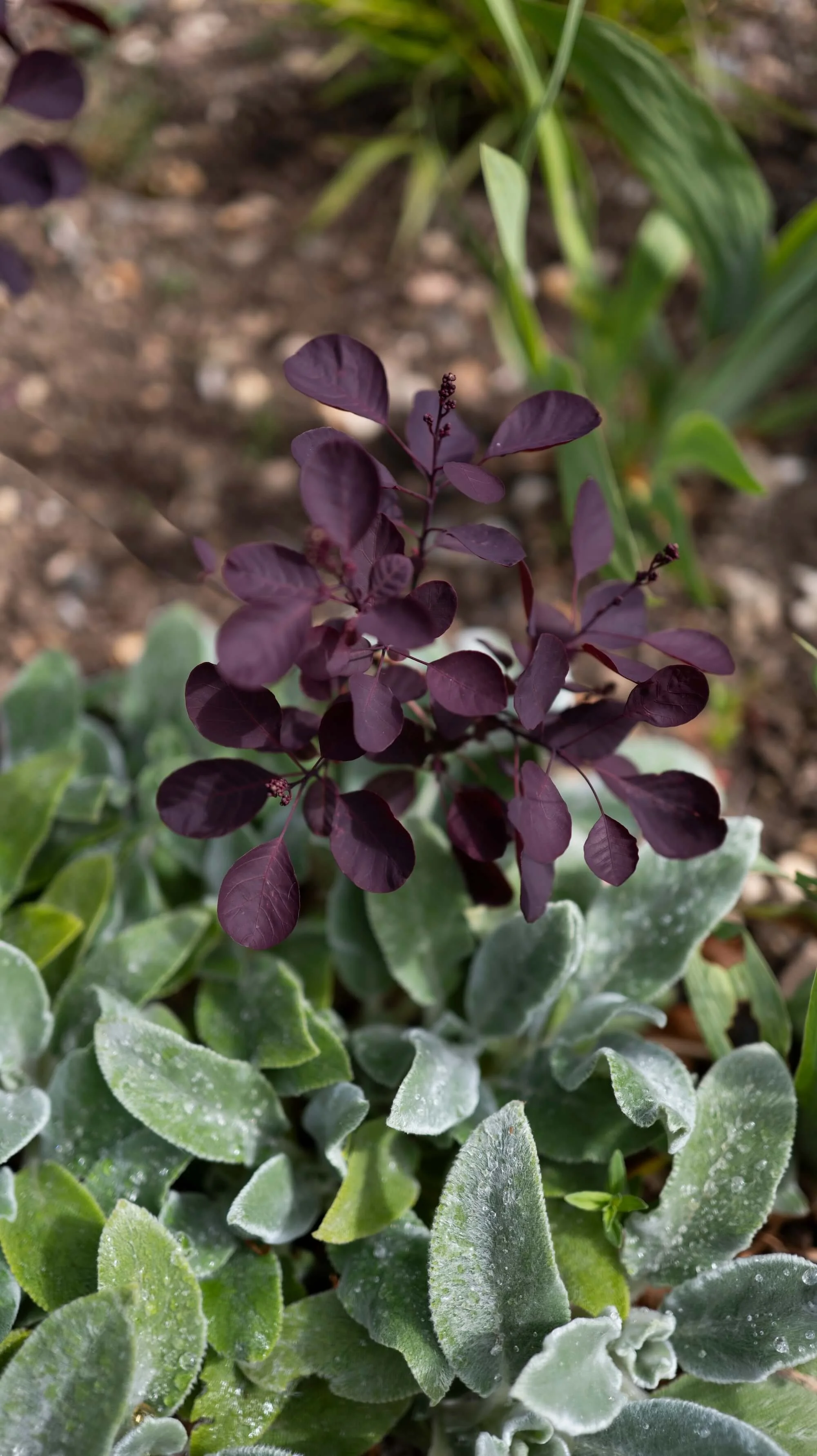 Rael Rawlinson Garden Design Northumberland Small Front Garden1.jpg