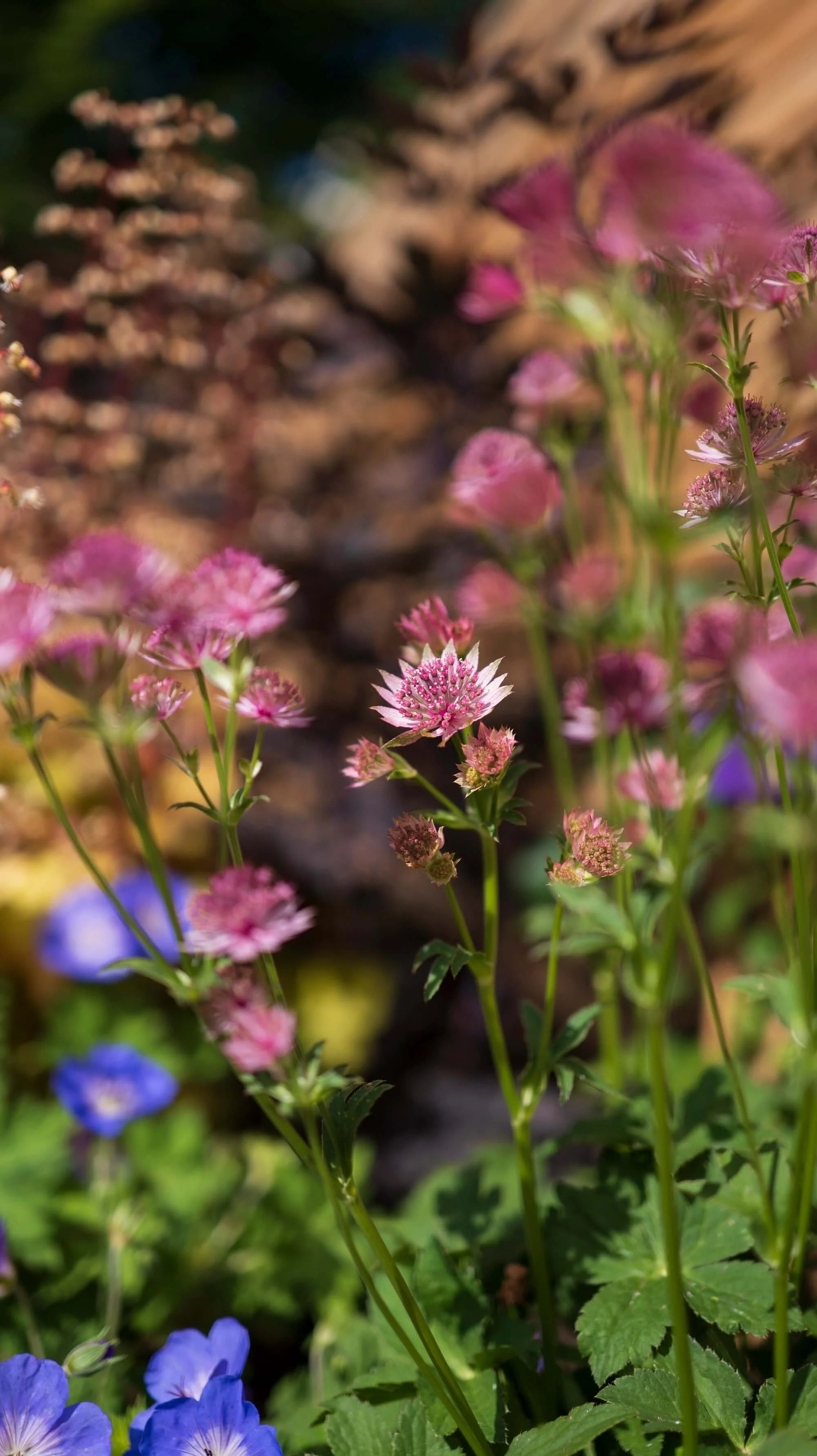 Rael Rawlinson Garden Design Northumberland Courtyard Garden20.jpg