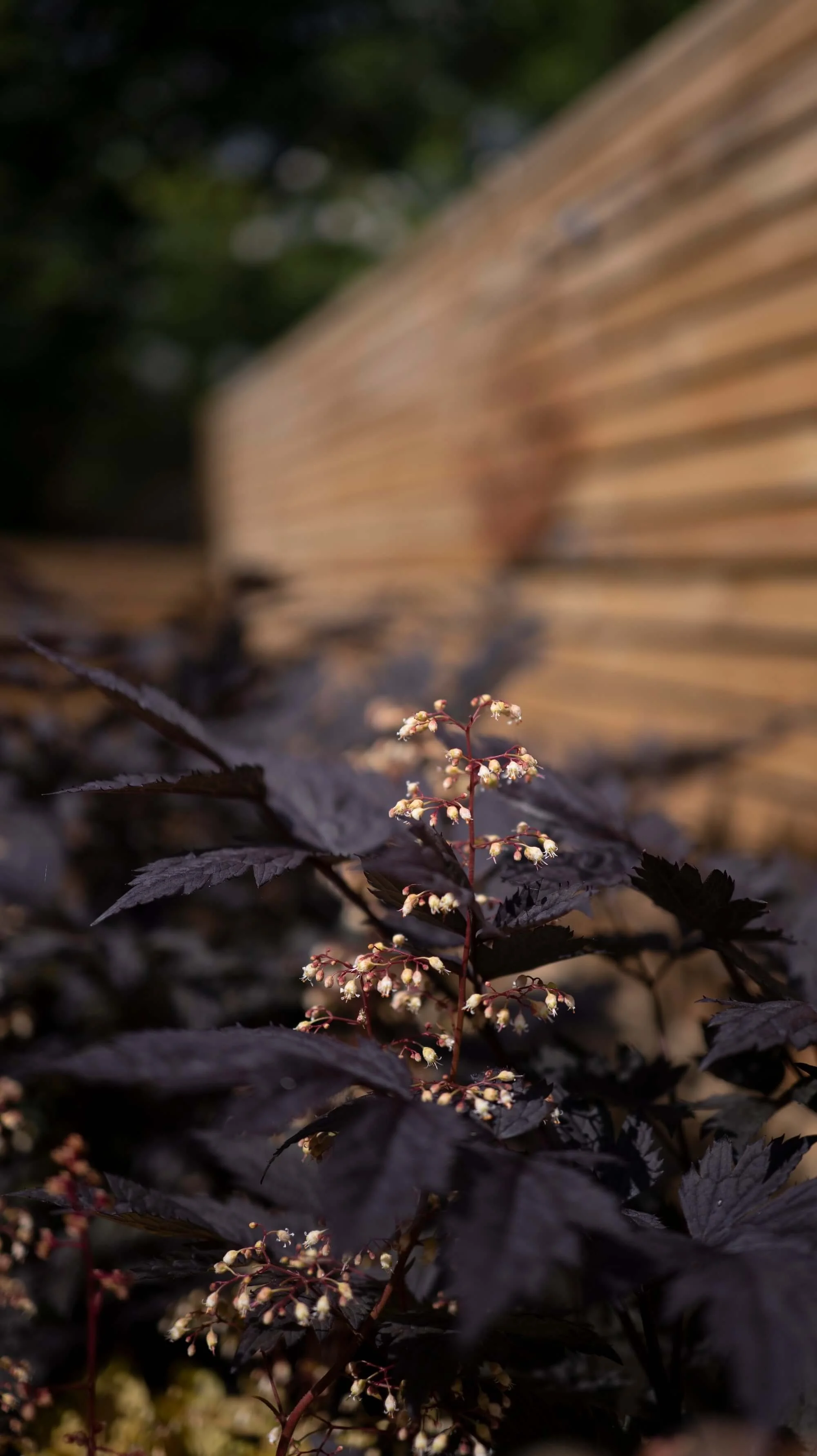 Rael Rawlinson Garden Design Northumberland Courtyard Garden36.jpg