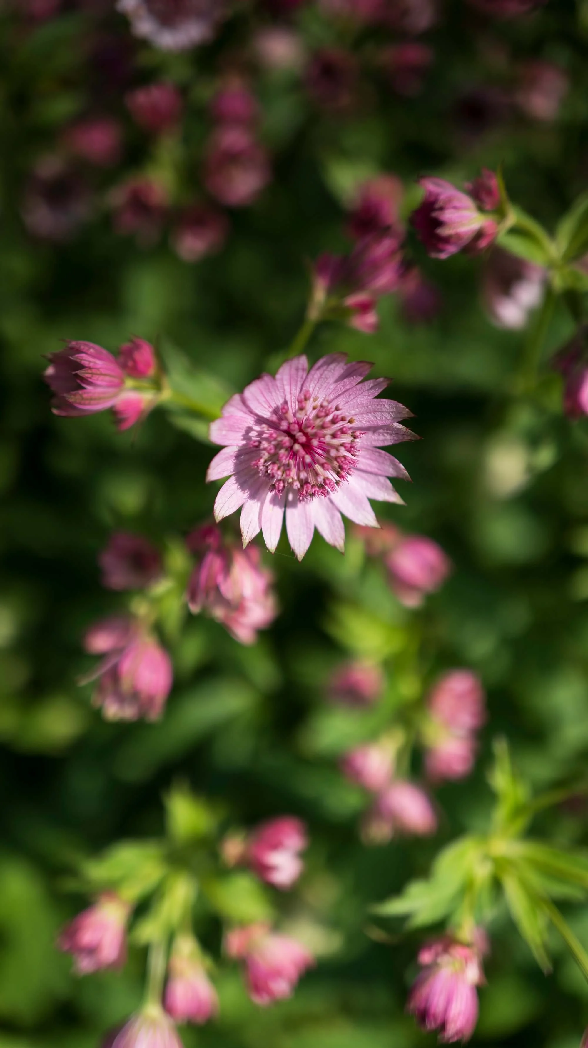 Rael Rawlinson Garden Design Northumberland Craster French Garden23.jpg